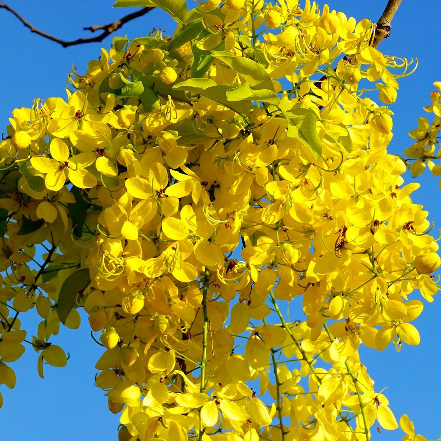 QAUZUY GARDEN 15 Golden Shower Seeds, Purging Cassia, Indian Laburnum, Pudding-Pipe Tree, Gold Rush Yellow Cassia Fistula Flower - Attract Pollinators - Showy Tree Accent