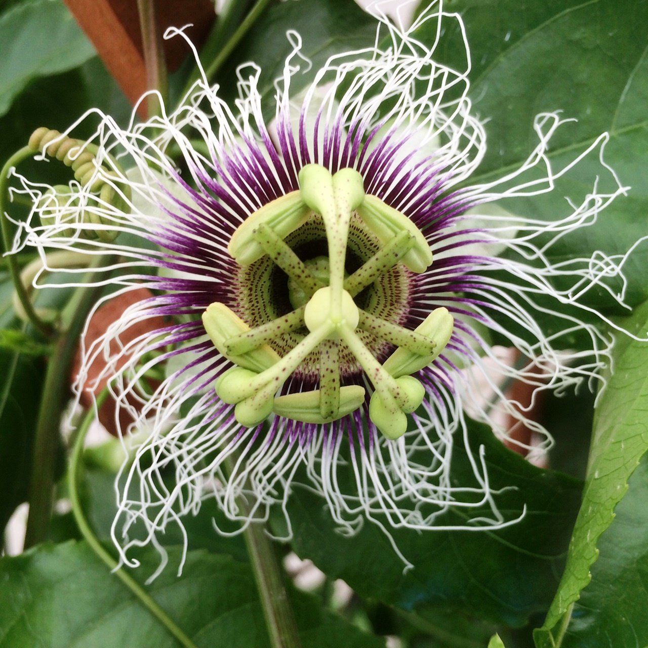 Passion Fruit Possum Purple Price Includes Four (4) Plants