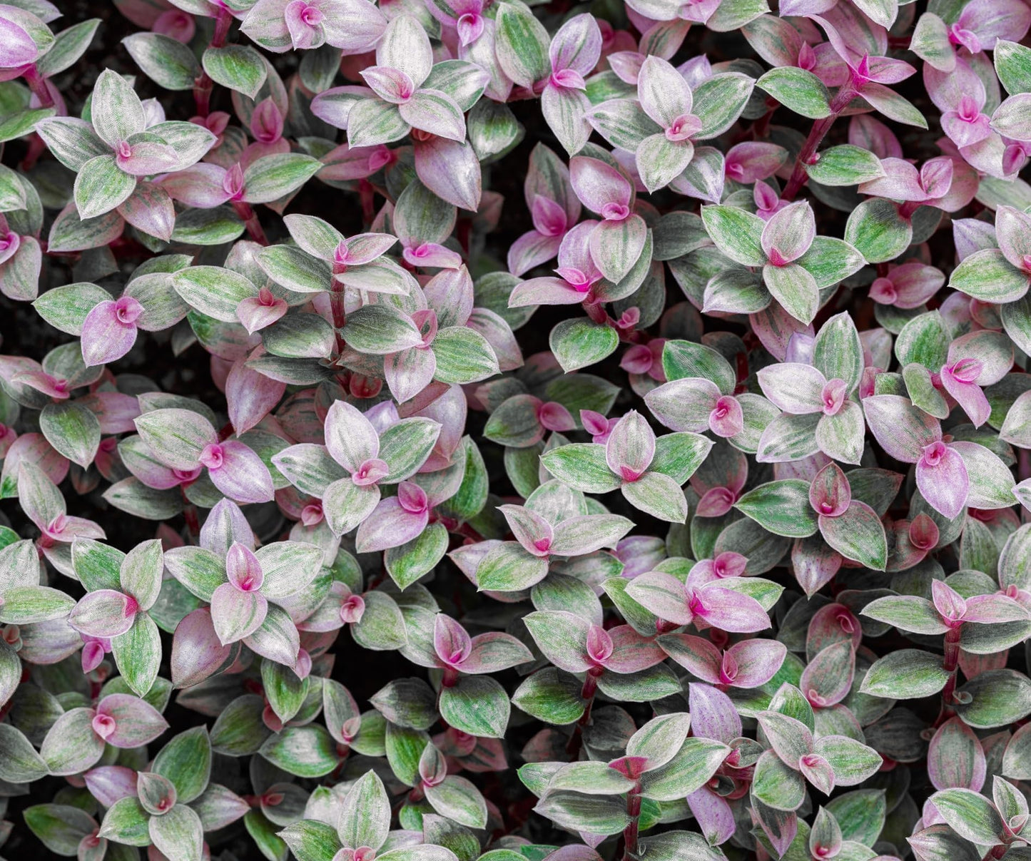 4 Variegated Pink Panther Turtle Vine Cuttings to Grow - Easy to Grow Pallisia repens