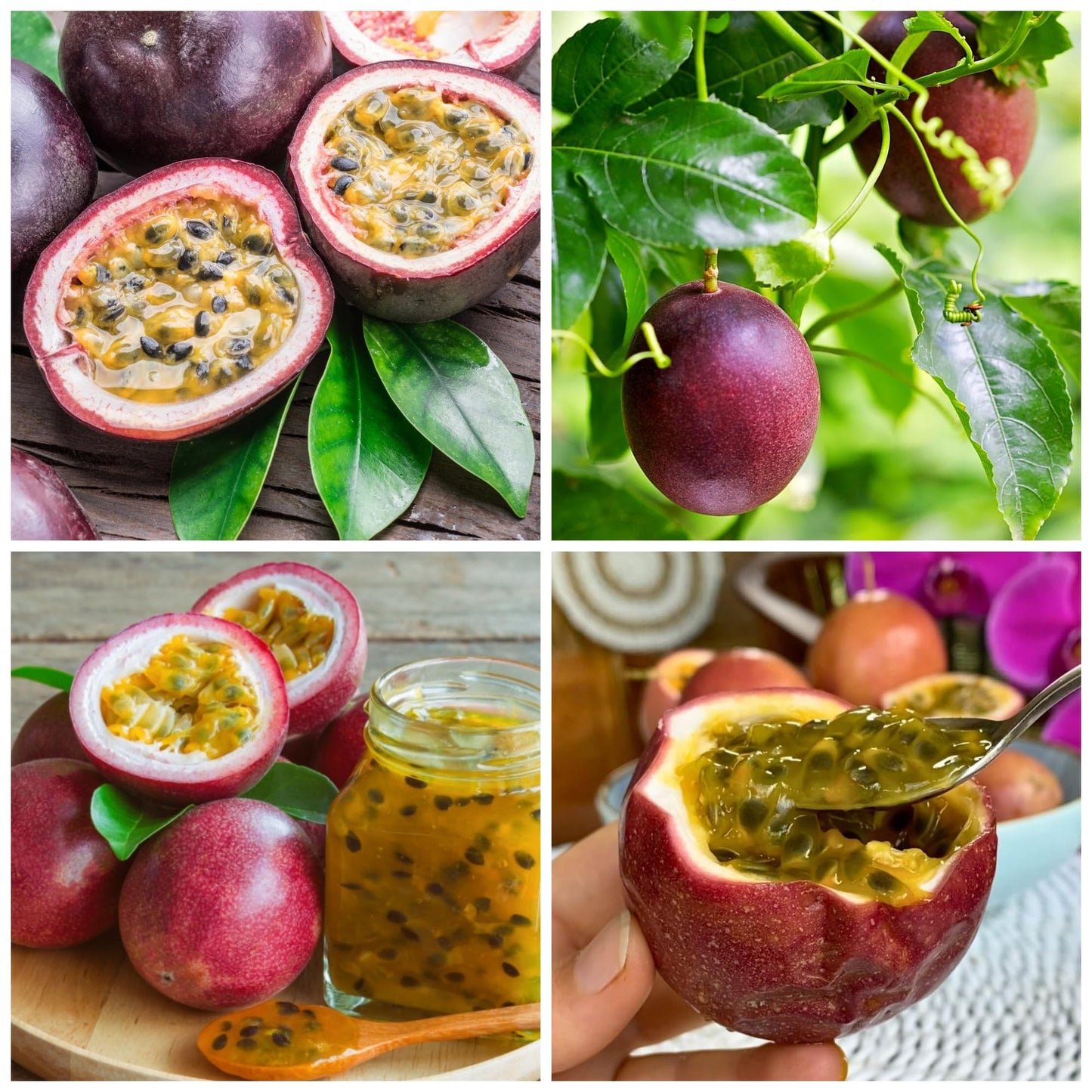 22+ Passion Fruit Seeds for Planting - Passion Seeds Passiflora Giant Granadilla Grow Your Own Plant Gardening Gift
