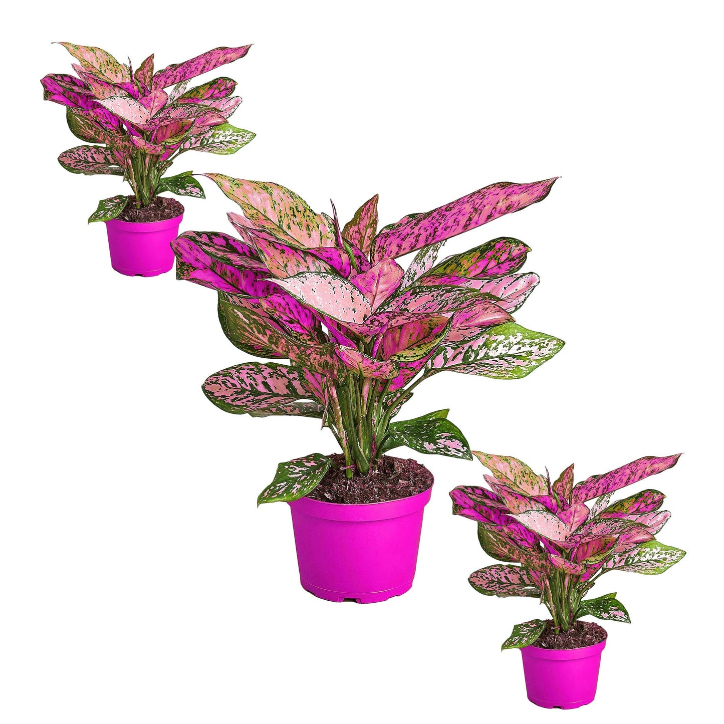 3 Pack Chinese Evergreen 'Lady Valentine' - in 6in Pot - Live Plants Tropical Houseplants | Variegated | USA Growers | The Snobby Leaf