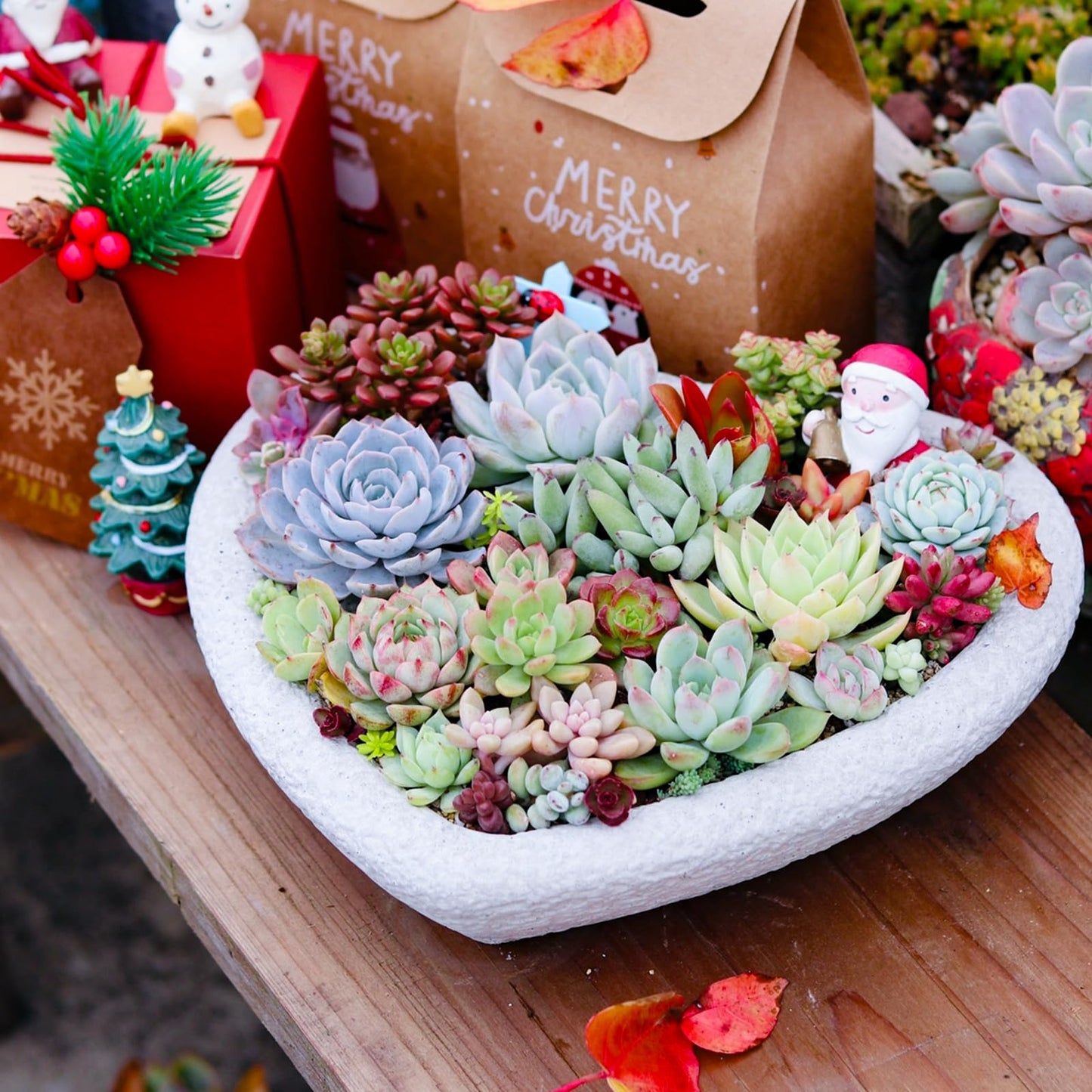 Sprout N Green 10 Assorted Succulents with Root, 10 Different Varieties Live Plants Collection, Without Plant Pot, Easy to Care, Great for Gardener Beginner, DIY Projects, Wedding Party Favor