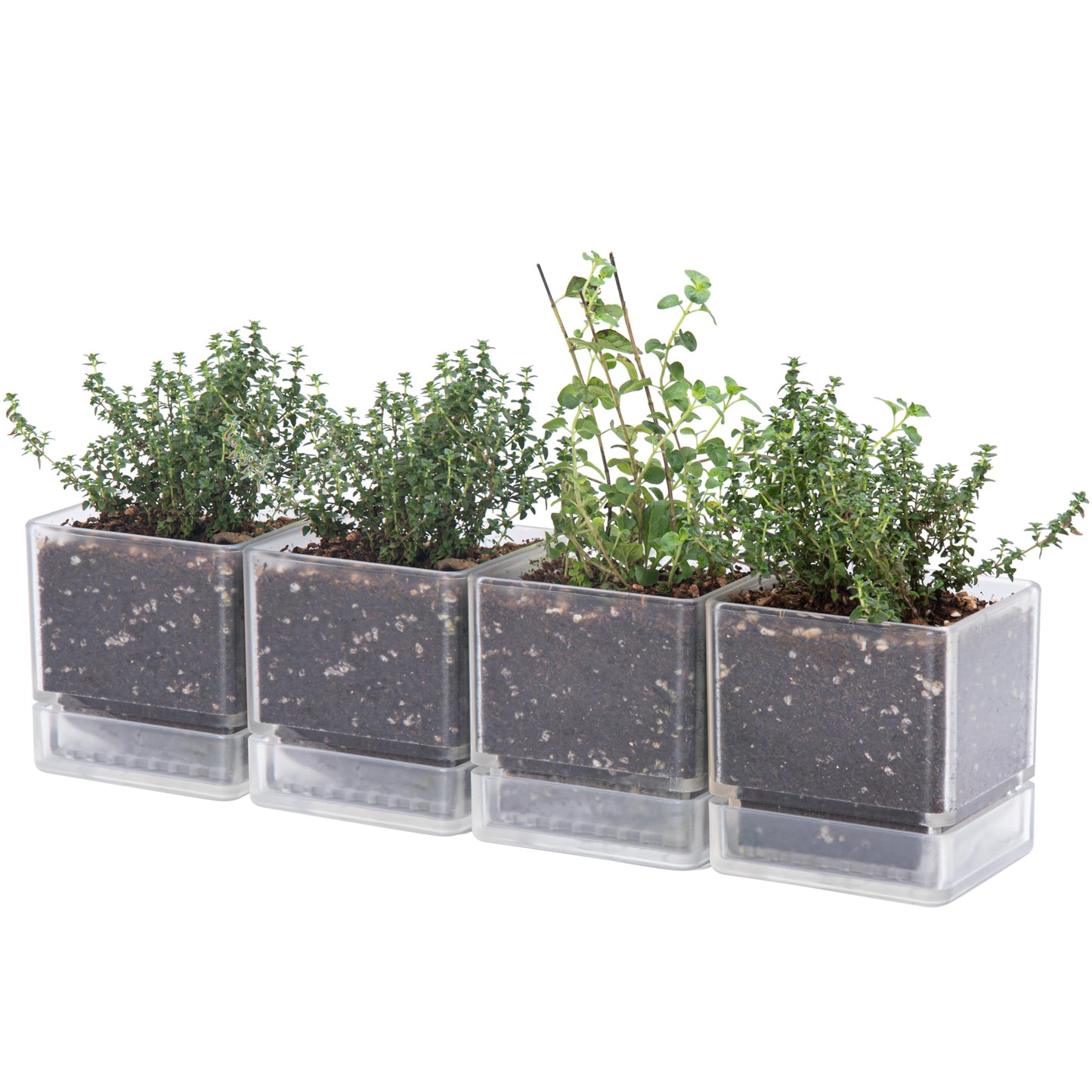 D'vine Dev 4 Inch Herb Planter Pots, Acrylic Planter with Drainage Holes and Saucer, Modern Decorative Gardening Pot for Indoor Plants, Herbs, Succulents, Clear, Set of 4, 76-Y-D-4