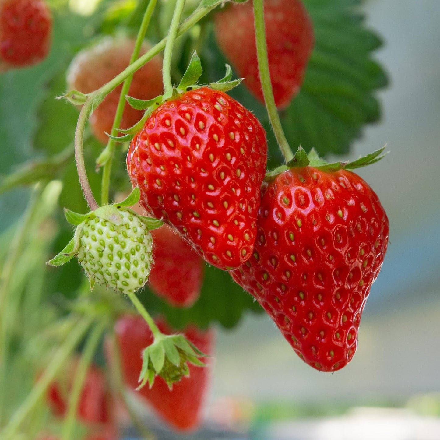 Earliglow June Bearing Bare Root Strawberry Plants - Heirloom Quality, Easy for Beginners - Early June Bearing Variety from Hand Picked Nursery (5)