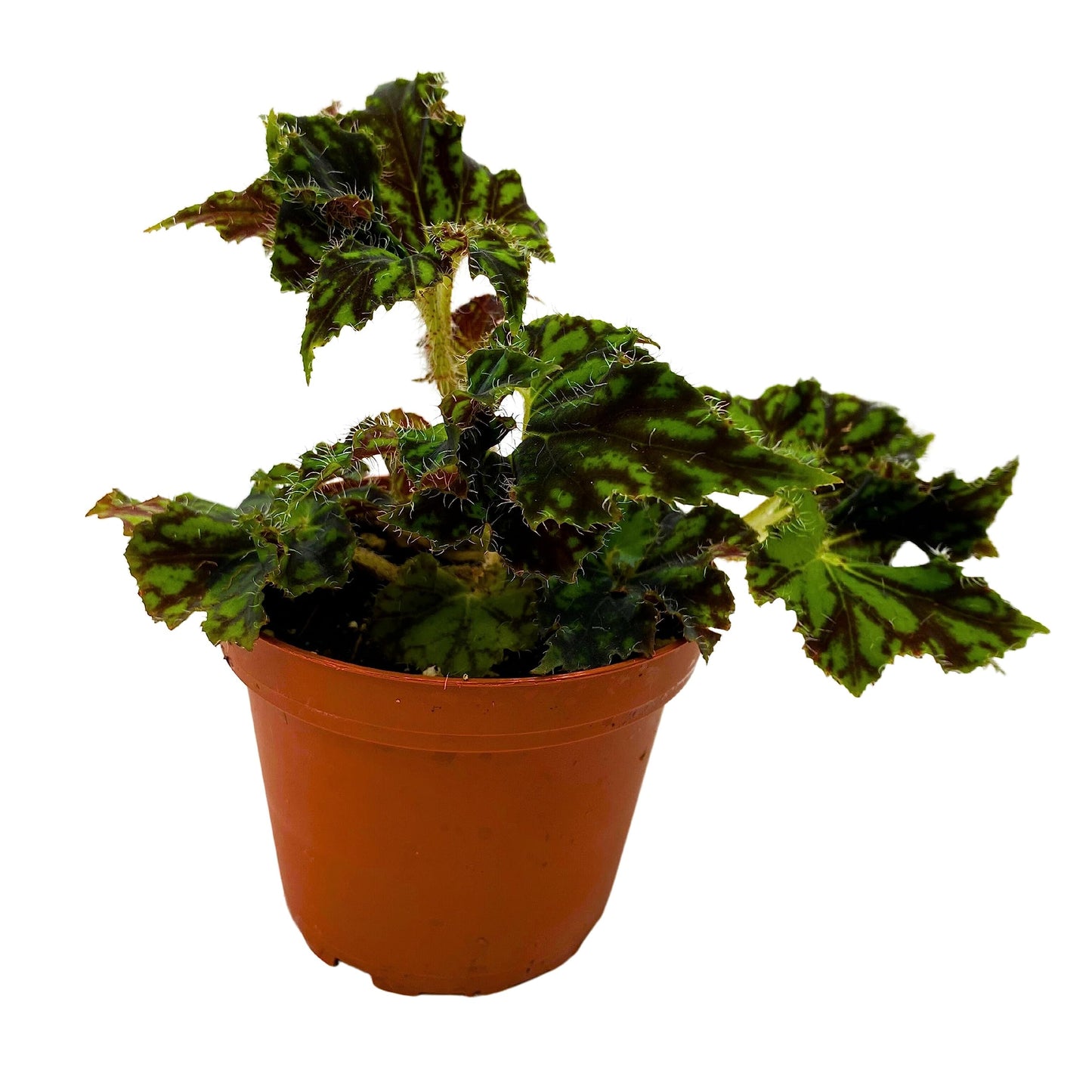 BubbleBlooms Harmony's Unique Begonia Rhizo in 4 inch Pot Rare