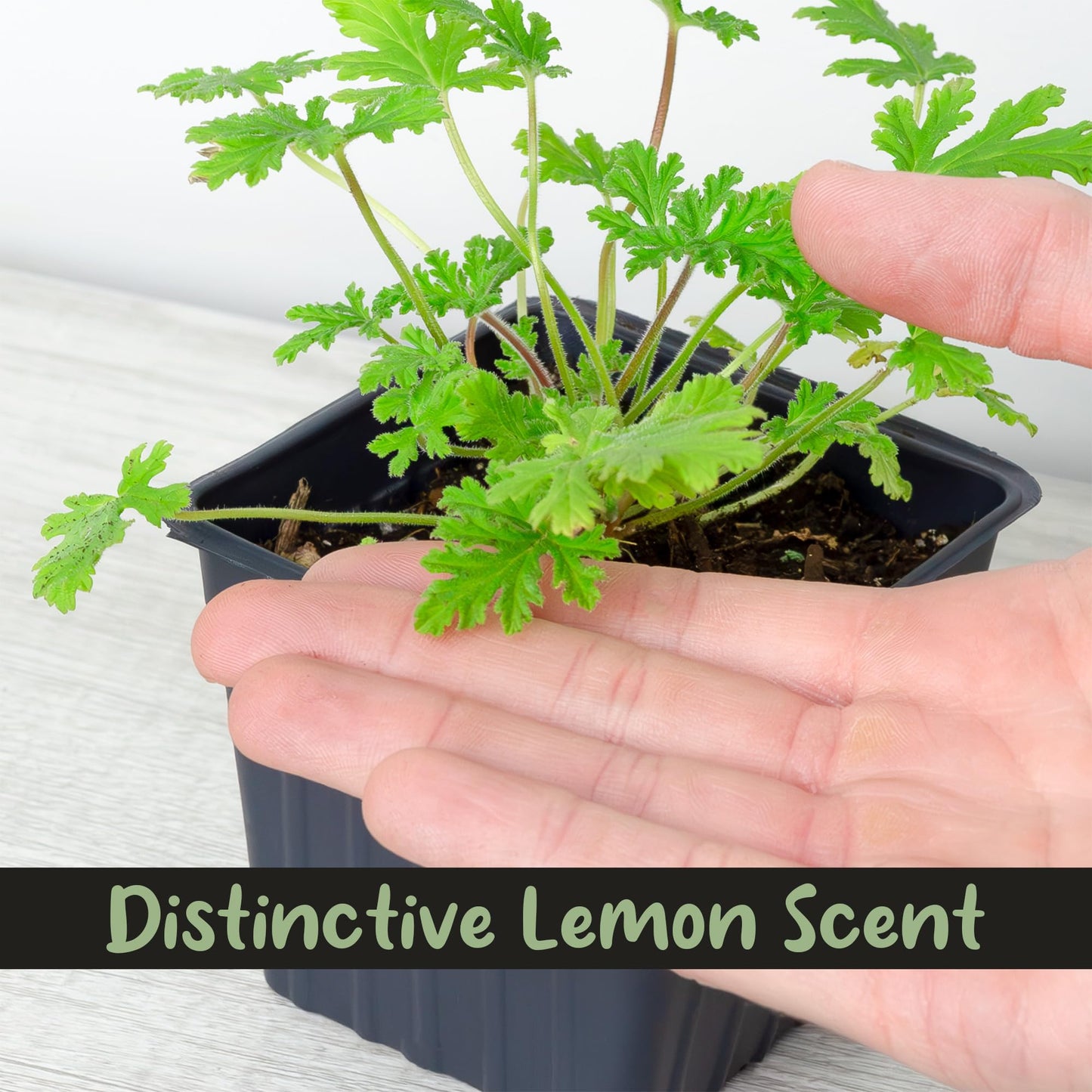 Live Citronella Geranium Plants (6-Pack); Pelargonium Citronella Scented Potted Plants