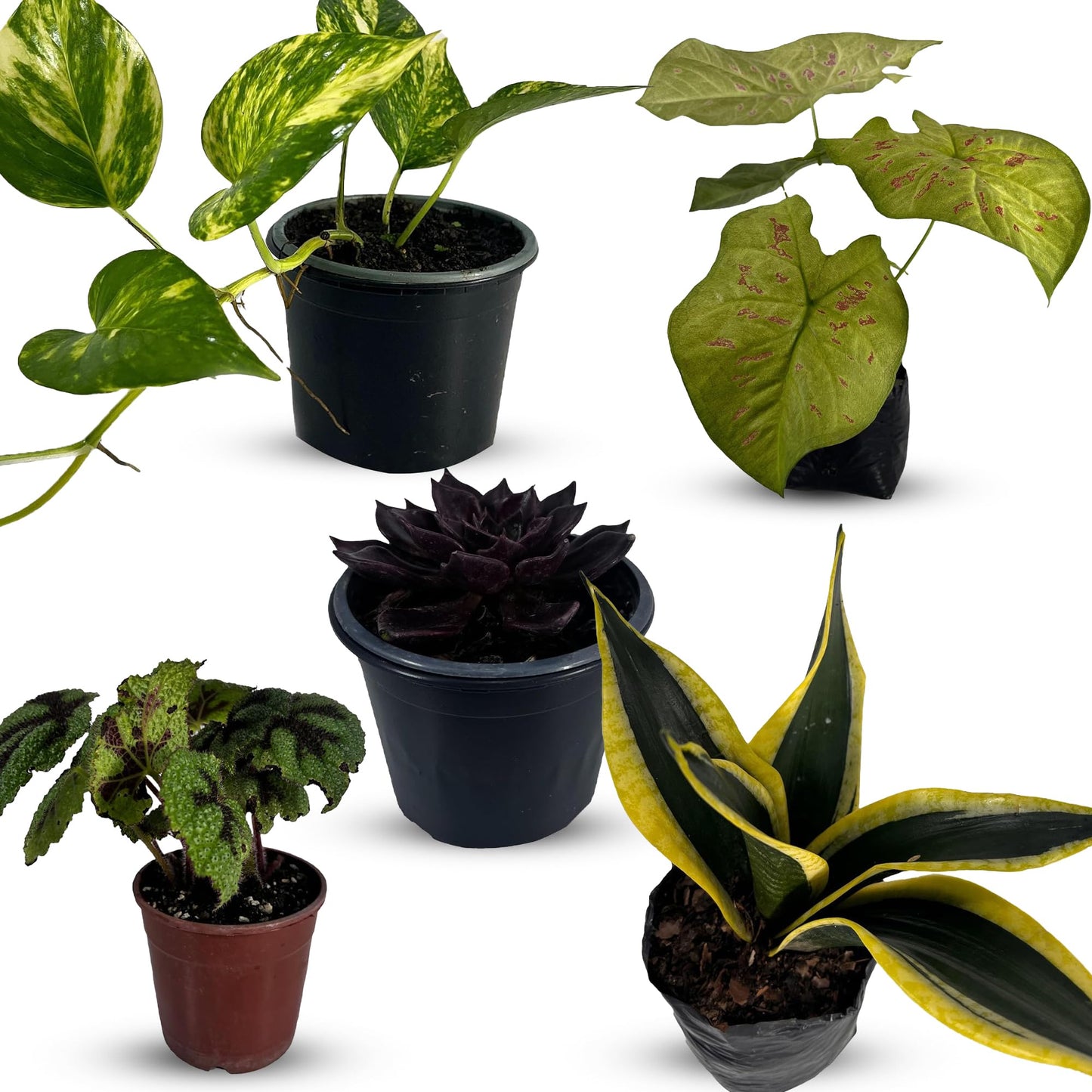 LEAL PLANTS ECUADOR Caladium Limelite Fancy, Begonia Cruz de Hierro, Echeveria Dark Purple, Epipremnum Aureum, Sansevieria Black & Gold (Pack of 5) Live Plant Perfect for Indoor & Outdoor