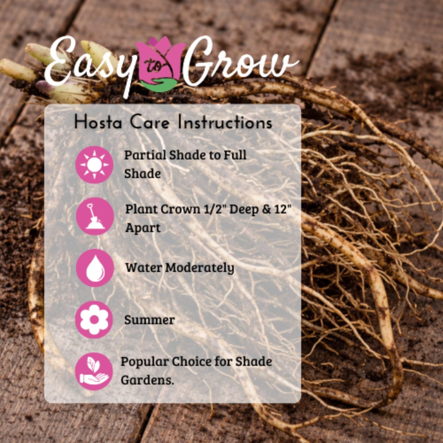 Easy to Grow Hosta Francee 3 Plant Bareroots - Green & White Variegated Foliage for Shade, Summer Flowers Outdoor Zones 3-8