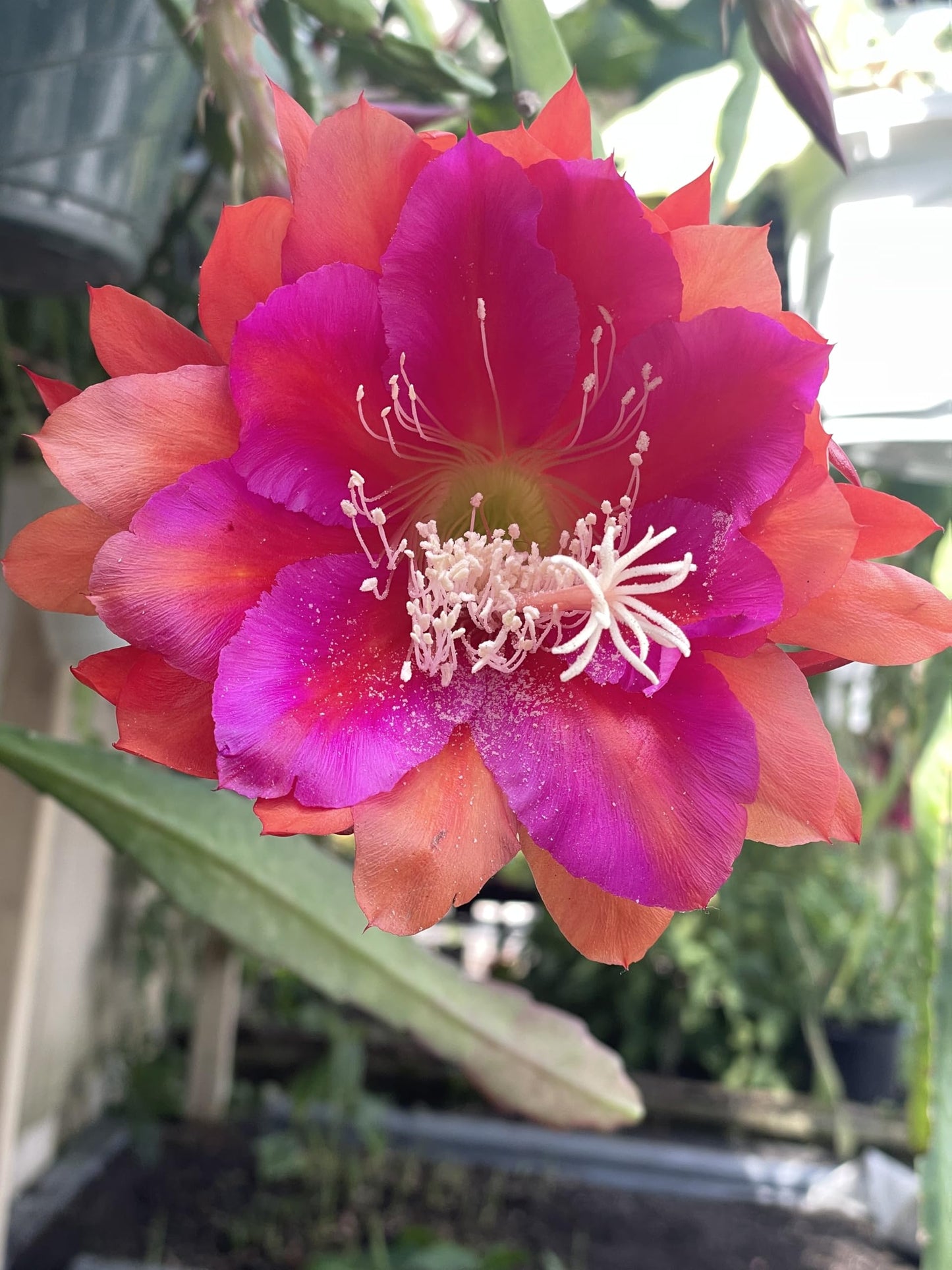 Epiphyllum 'Appeal' Fully-Rooted Starter Pot - Orchid Cactus Epiphytes - Indoor and Outdoor Plant - No Shipping to California or Arizona