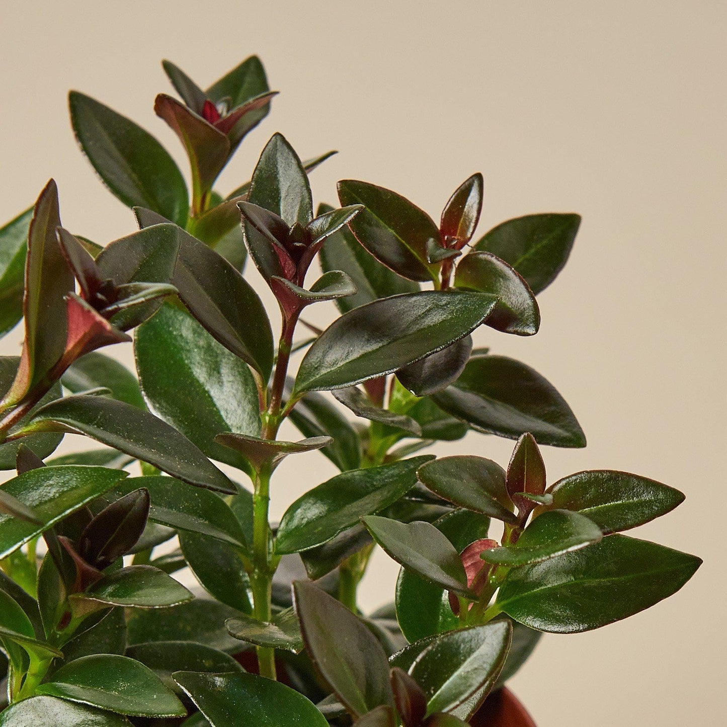 Nematanthus Black Goldfish Plant | Live Plant for Indoor & Outdoor | for Living Room, Office, Bathroom | (4" Pot)