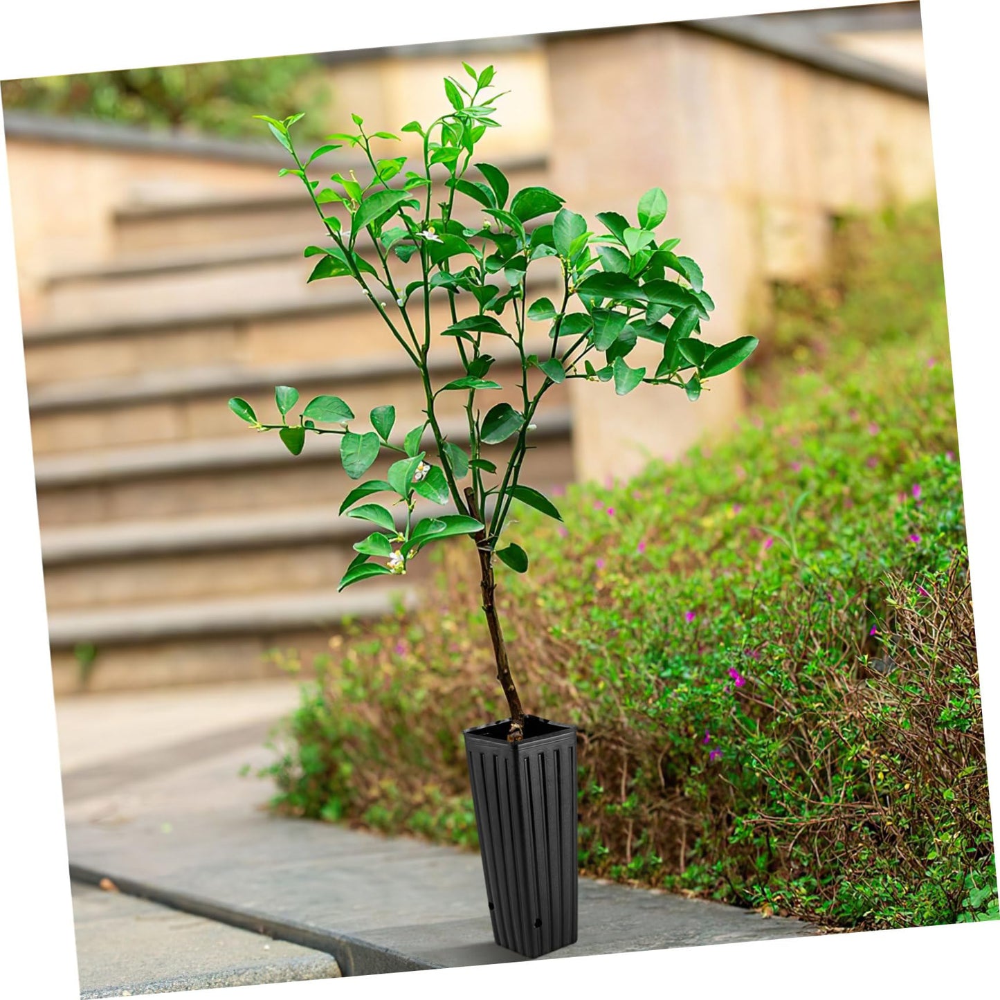 YARNOW 50 Pcs Tall Nursery Pots Plastic Nursery Pots Deep Nursery Pots Plastic Grow Bags, with Drainage Holes (4.7" W x 11.2'' H)