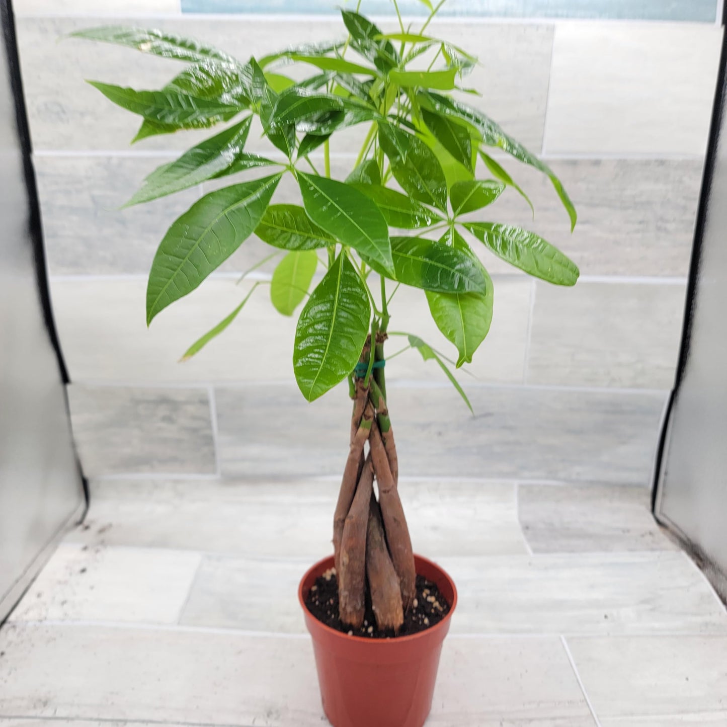 Money Tree Plant aka Pachira aquatica Live Rare Exotic Tropical Indoor House Plants in 4 inch Nursery Plant Pot Housewarming Gift Decoration for Home and Office by 3exoticgreen