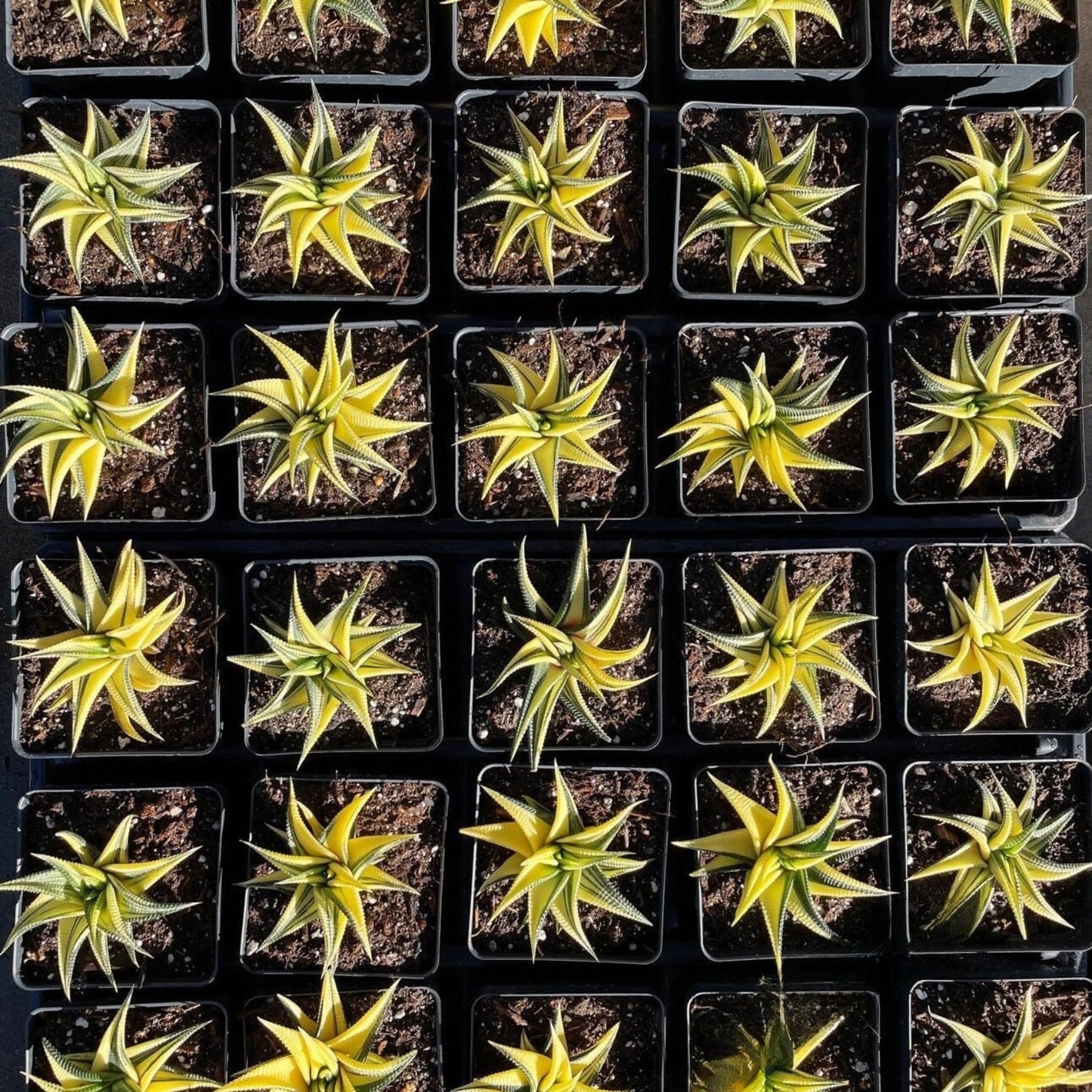 Rare Haworthia Limifolia variegata Succulent Plants – Unique Live Indoor Plants | Low-Maintenance | Great for Collectors, Home, Office, and Gifts