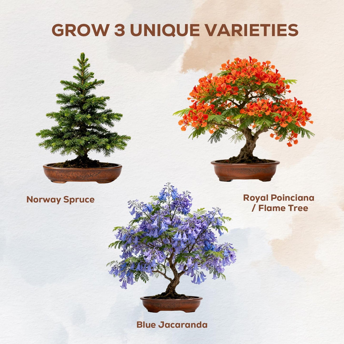 Jacaranda Bonsai Starter Kit – Complete DIY Indoor Growing Kit with Tools, Planter & Guide | Unique Gardening Gifts for Beginners, Women, Men, Mom & Dad | Live Plant Craft Hobby Set