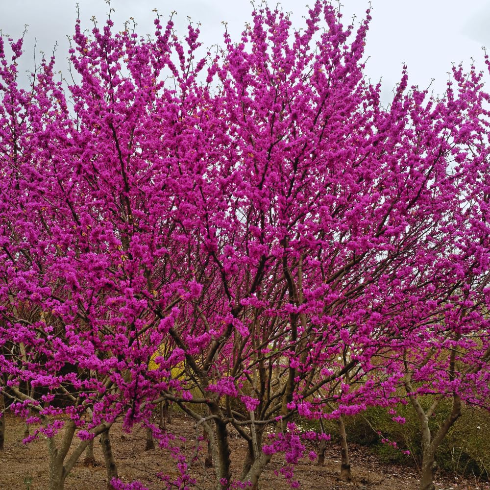 Eastern Redbud Tree Live Plant, Red Bud Tree Plant for Gardening, 1-2 Years Old, 8-10 Inches Tall
