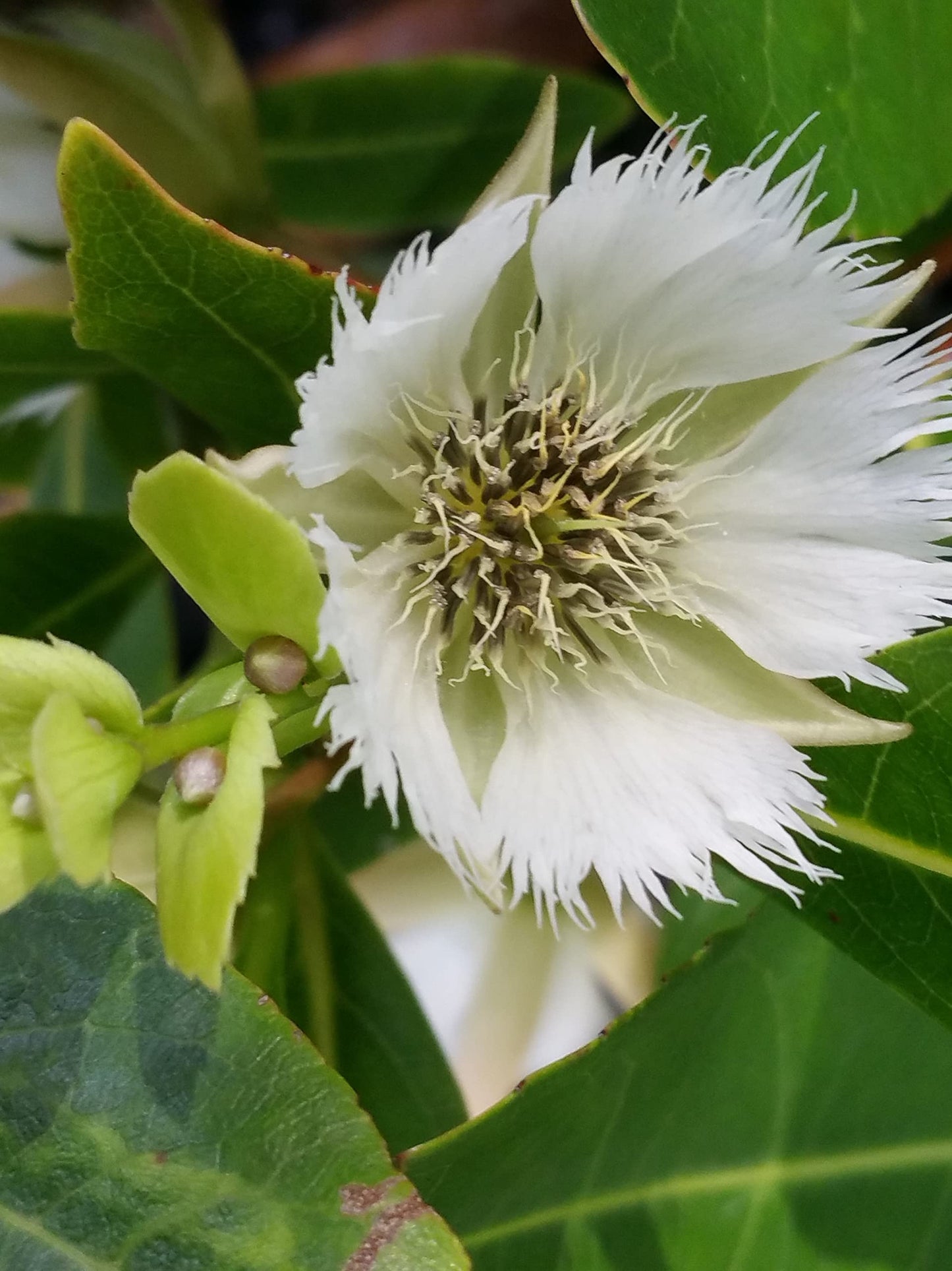 Fairy Petticoat - Elaeocarpus grandiflorus - Live Tree Plant - Unusual Fringed Pink White Flower - Emerald Goddess Gardens - Starter Sz 4 Inch Pot
