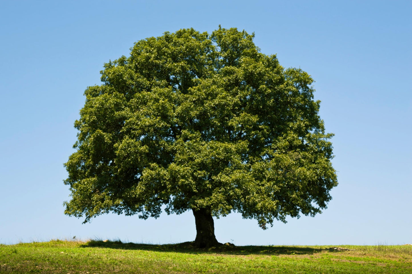 Bulk White Oak Tree Seedlings for Planting - 1 Yr Old Seedlings of Quercus alba - Great for Shade and Privacy Hedge (10 White Oak Trees)