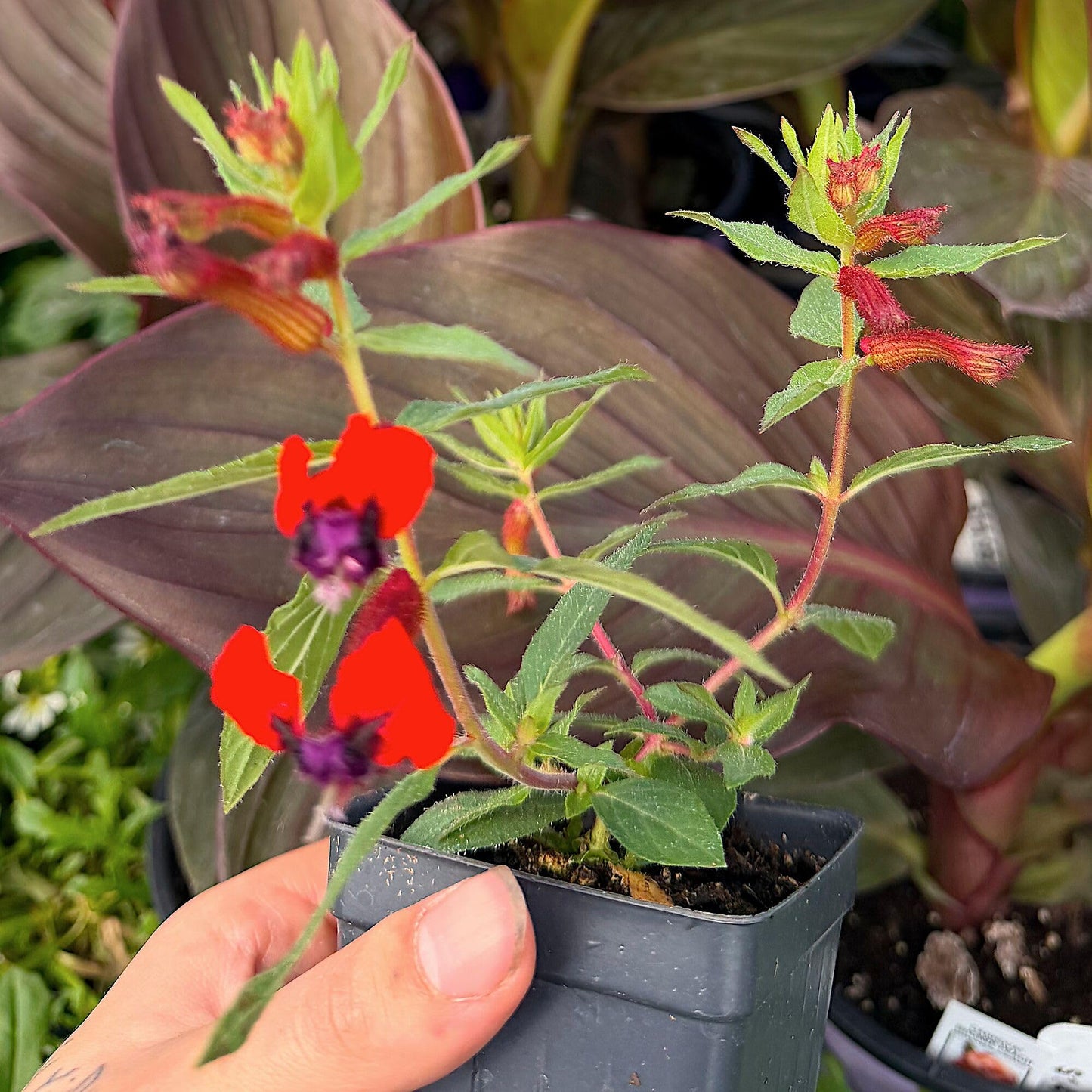 Cuphea Llavea, Bat-Faced Cuphea, C. Blepharophylla, Red or Torpedo Cuphea, Houseplant or Annual, Loved by Pollinators, Container Size: 3" (2.6x3.5)