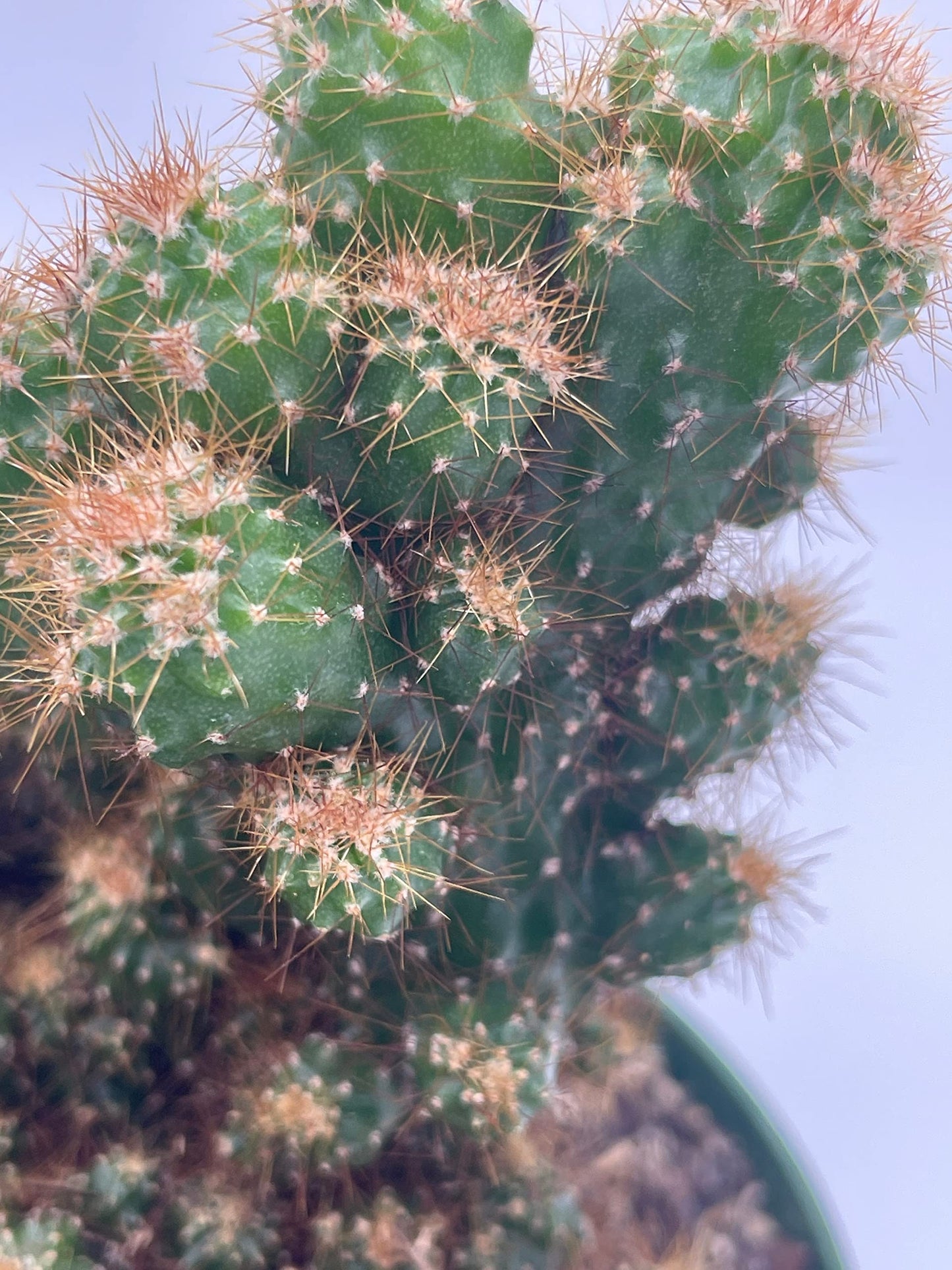 BubbleBlooms Peruvian Apple Cactus in a 6 inch Pot Crested, Repandus, uruguayanus, Hedge Cacti, Cereus