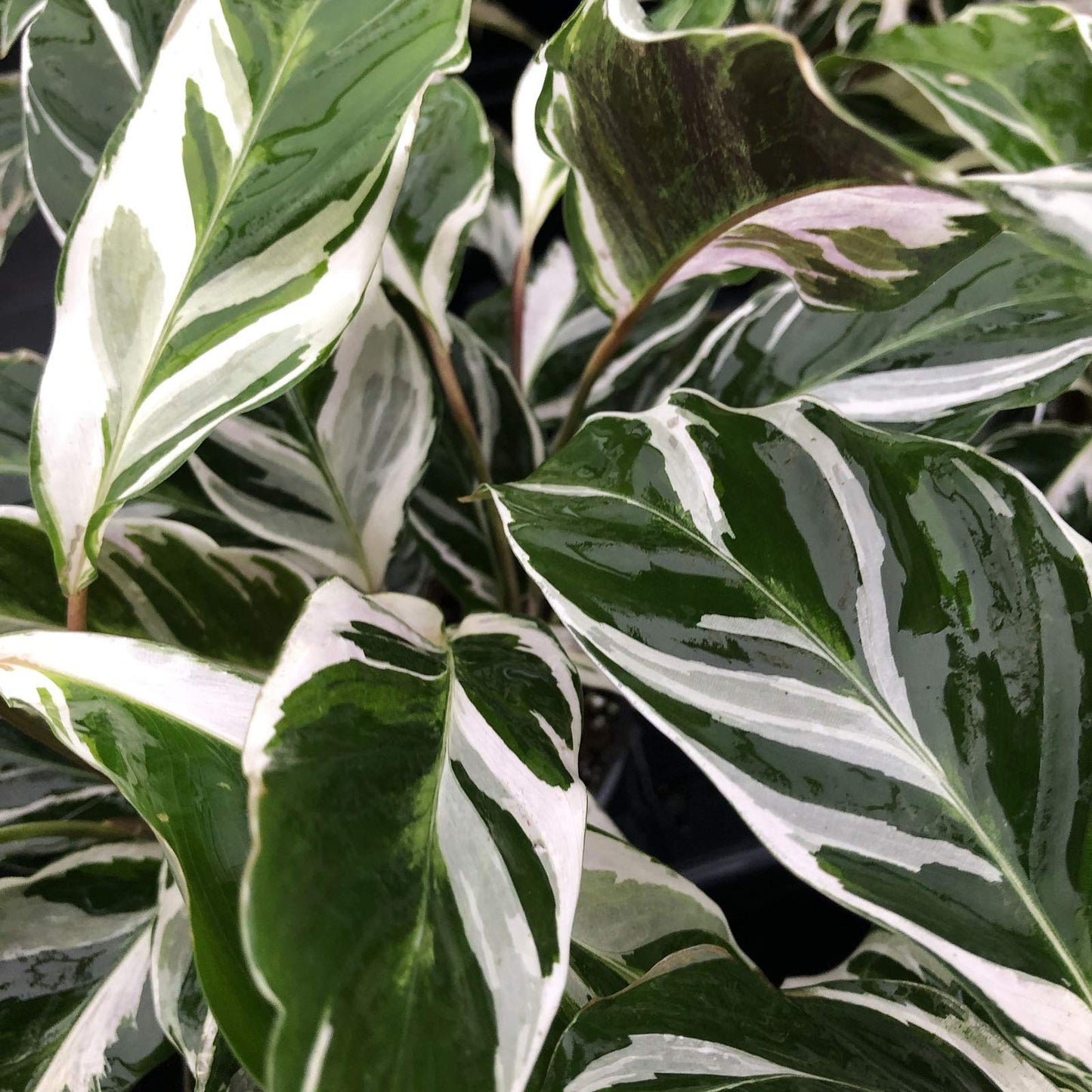 Fusion Prayer Plant - Calathea Hybrid - Variegated Green White Purple Leaf - Emerald Goddess Gardens - Starter Sz 4 Inch Pot