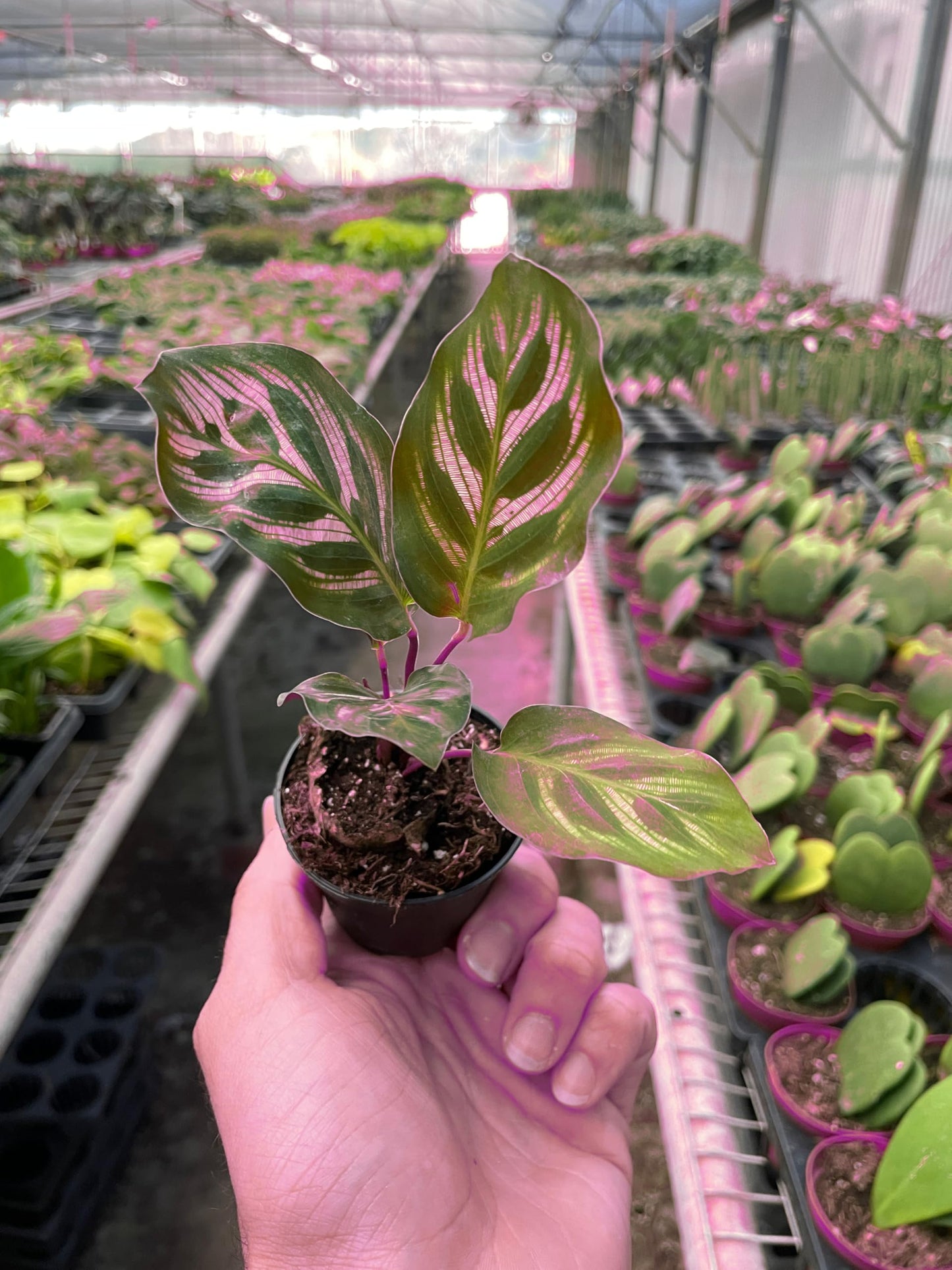 2 Pack Calathea 'Makoyana' in 4in Pot - Live Tropical Houseplant - Easy to Grow | Air Purifying | Pet Friendly | Variegated | USA Growers | The Snobby Leaf