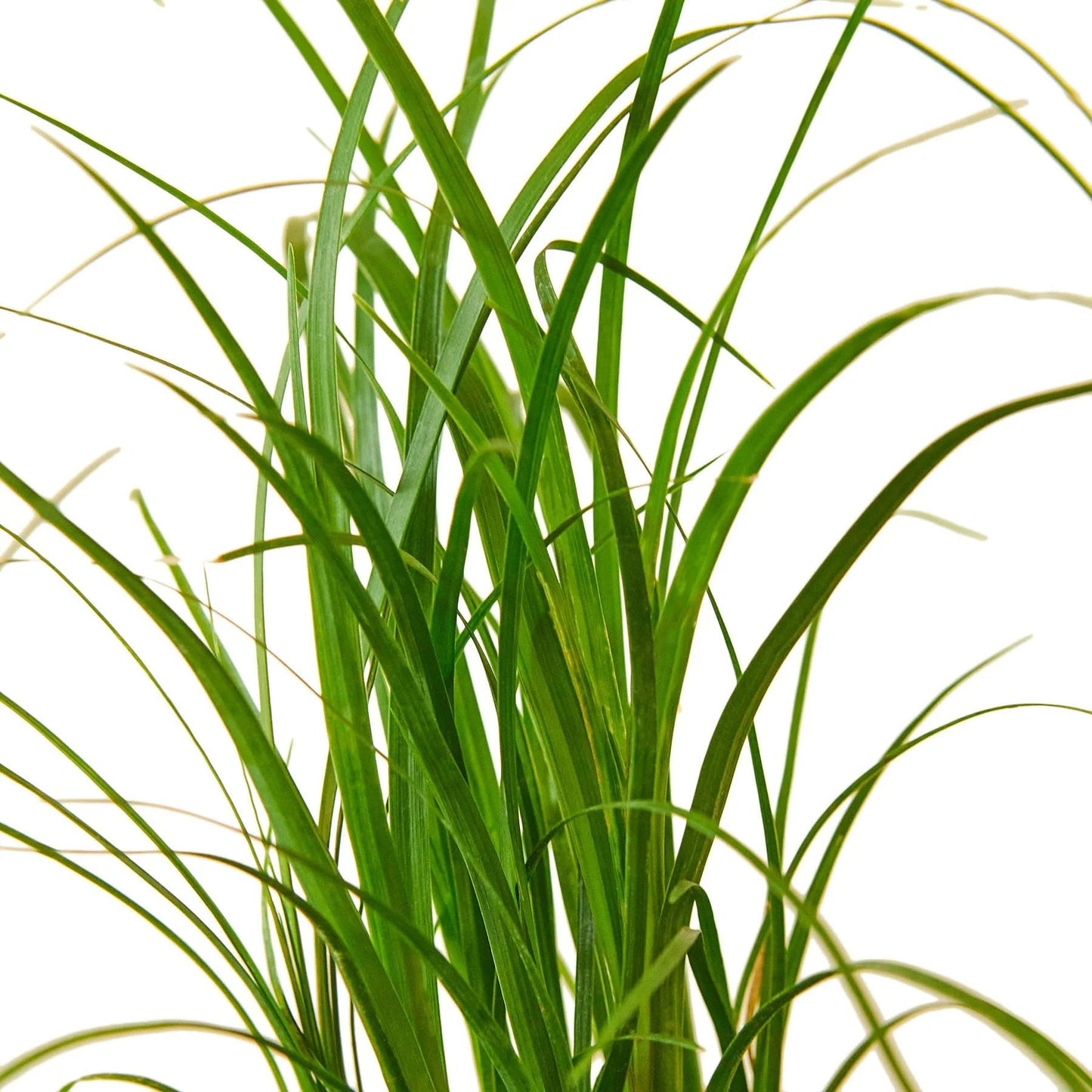 Palm Ponytail | Live Plant for Indoor & Outdoor | for Living Room, Office, Bathroom | (4" Pot)