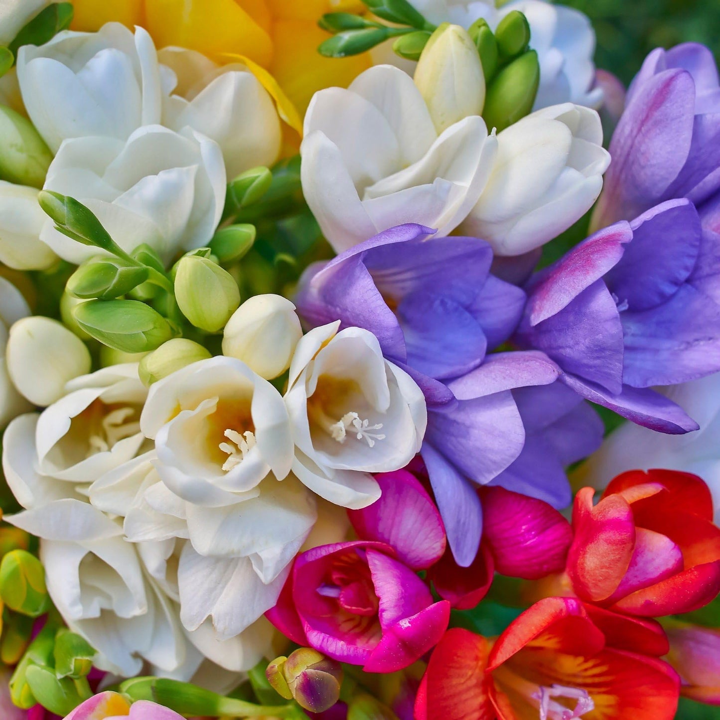 Easy to Grow Freesia 'Bountiful Bouquet Collection' Plant Bulbs (60 Pack) - Fragrant Single Flowering Blooms in Spring Gardens