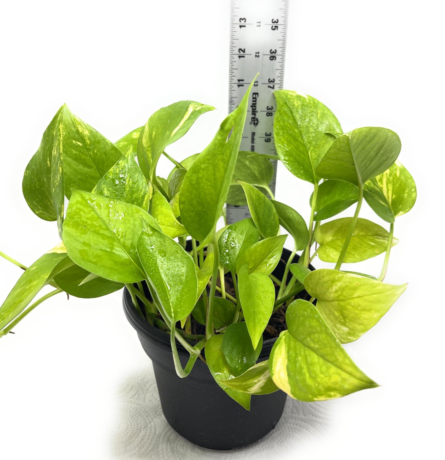 Live Pothos Indoor Houseplants, House Warming Gift, Low Maintenace, Easy to Grow, Air Purifying, Versatile Placement, Gift for Office and Home Decor, 10 to 12 inches Tall