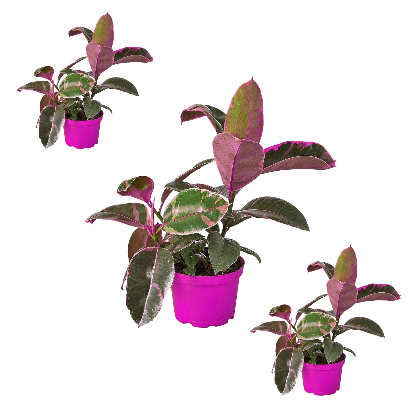 3 Pack Ficus Elastica 'Ruby Pink' in 6in Pot - Live Plants Tropical Houseplants | Variegated | USA Growers | The Snobby Leaf
