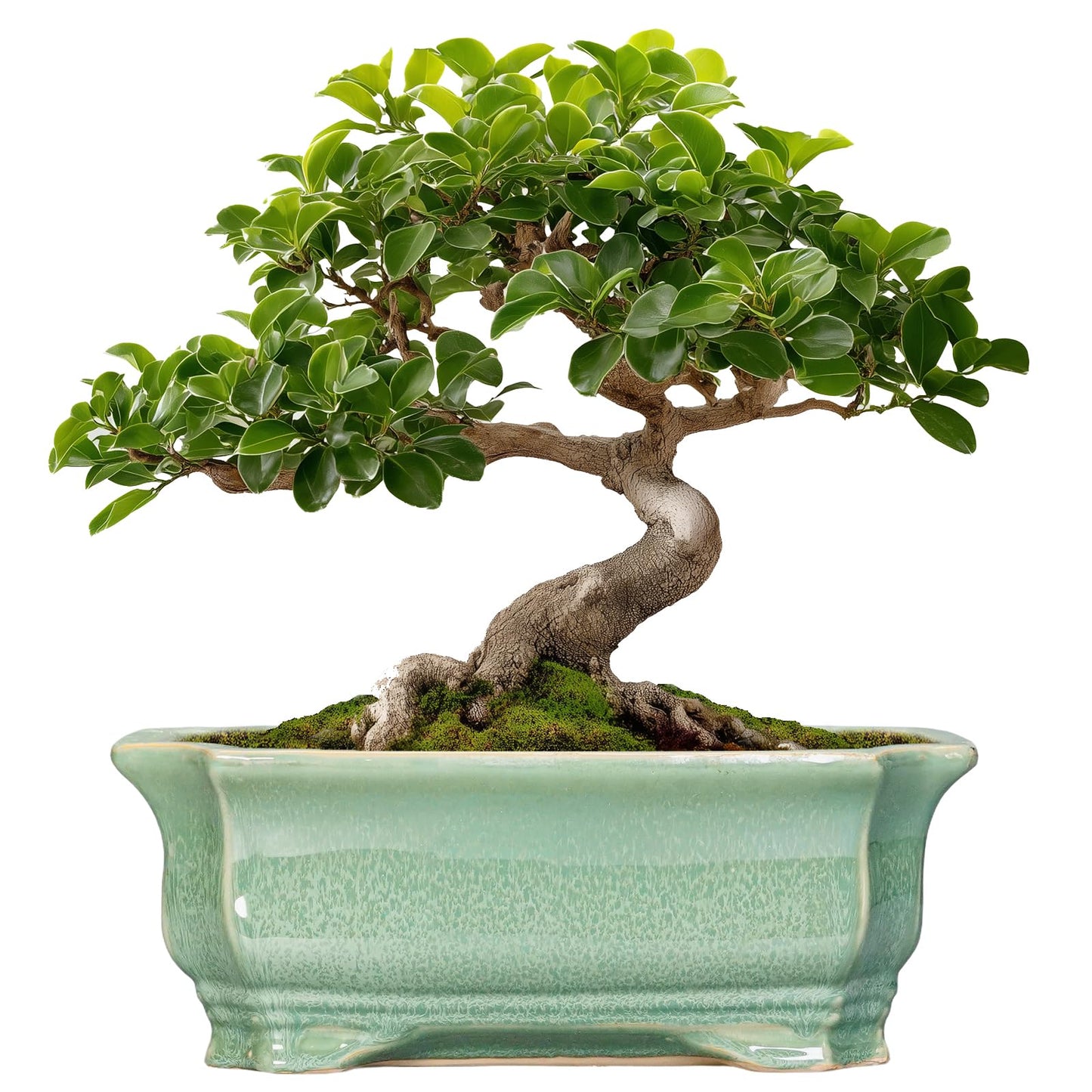 Teagas Bonsai Tree Pot 11.6 Inch - Ceramic Succulent Pots, Bonsai Planter for Indoor Outdoor, Decorative Plant Pot with Drainage Hole, Rectangular Flower Pot, Home Garden Decor, Garden Gifts, Green