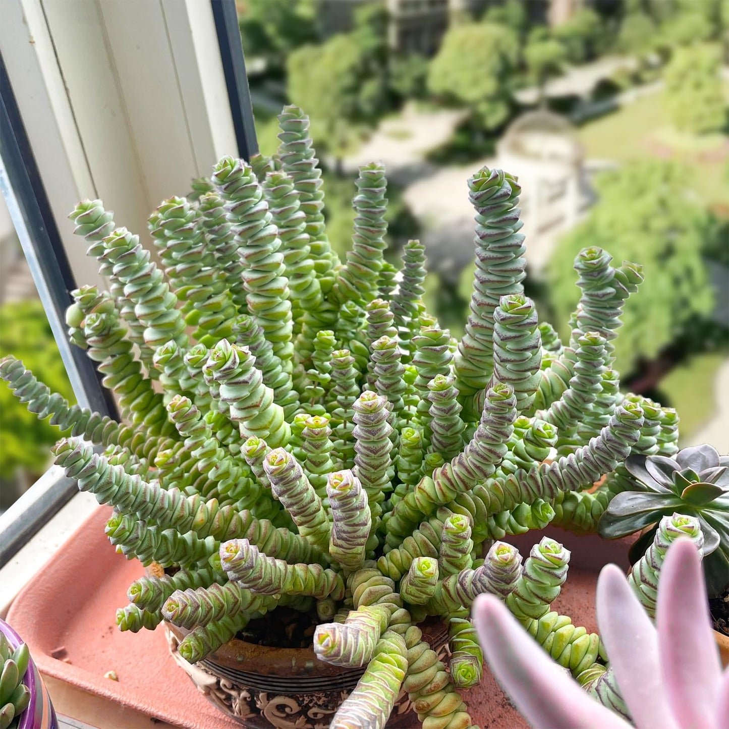 Sprout N Green 4" String of Buttons in White Stripe Pot, Live Crassula 'Baby's Necklace' Trailing Succulent, Rare House Plant for Home Office Wedding Hanging Decoration, DIY Projects, Party Favor