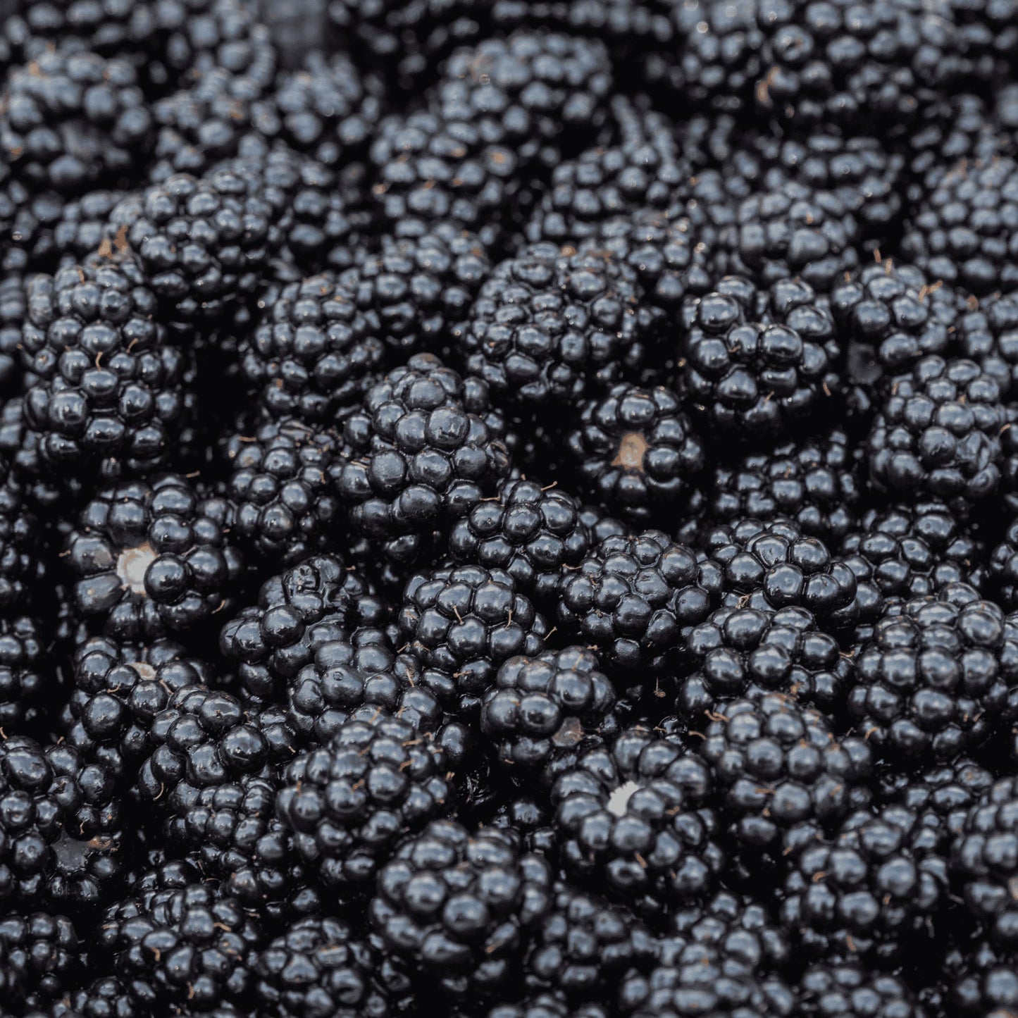 BlackBerry Plants, 'Prime Ark Freedom' Blackberries - Thornless Primocane (First Year Berries) Variety - BlackBerry Plants from Hand Picked Nursery (1)