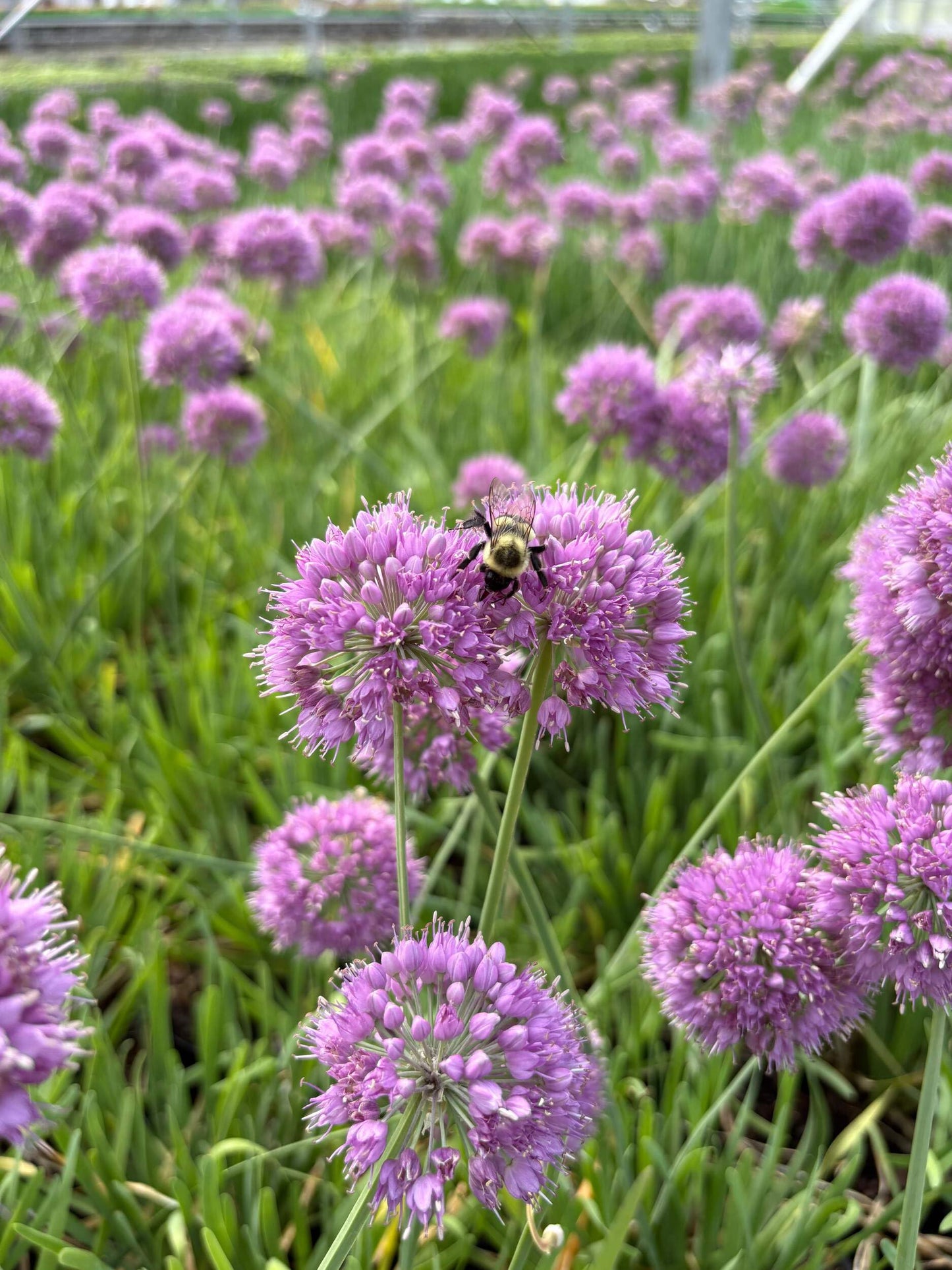 Perennial Farm Allium 'Medusa' – Live Ornamental Onion in #1 Container, Lavender-Purple Blooms with Twisting Stems, Deer Resistant, Pollinator Friendly, Great for Borders, Beds & Rock Gardens
