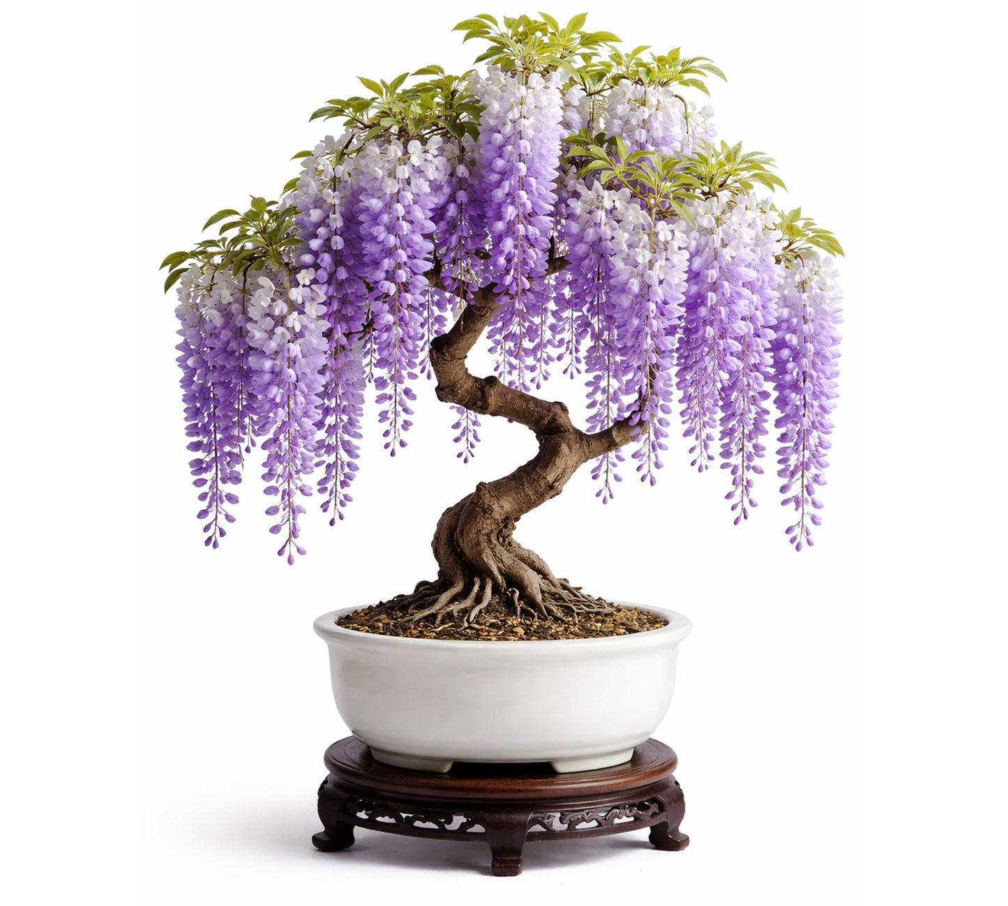 Wisteria Bonsai Starter Tree (1 Year Old Live Plant) – Wisteria Floribunda Seedling – Fast Growing Flowering Vine for Bonsai Training – Outdoor/Indoor Bonsai Tree Starter Kit Plant