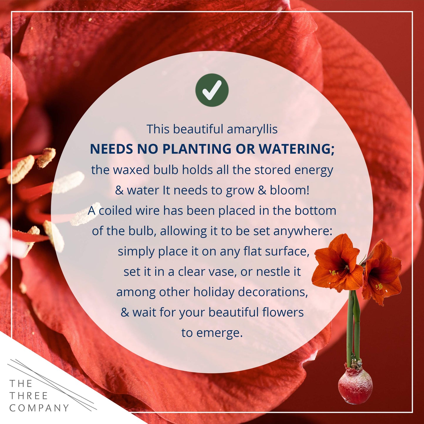 Waxed Amaryllis Bulb – Red Wax with Red Blooms – Live Holiday Gift Plant, Easy Care, No Watering Needed