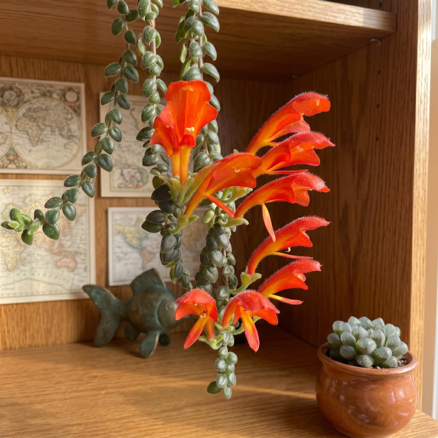 Traling Golden Fish Plant Live, 4-6 Inch Tall, Columnea Goldfish Plant with Long Foliage for Hanging Baskets or Indoor Display
