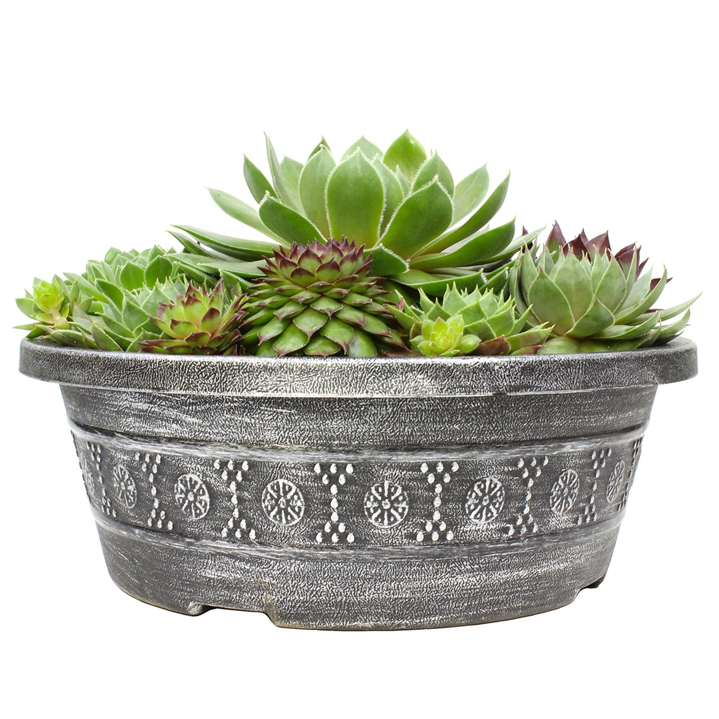 Altman Plants Non-Toxic Live Sempervivum Succulent Plant Gift in 8" Decorative Pot, Real Succulents to Grow, Easy Care Hens and Chicks, Hardy & Low-Maintenance Gift for Gardeners, Popular Houseplants