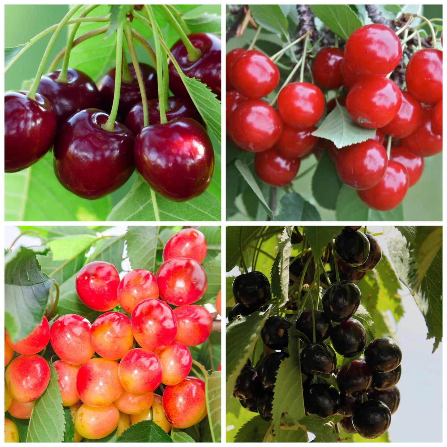 30+ Cherry Tree Seeds for Planting, Heirloom & Non-GMO Sweet Juicy Fruits Outdoor Garden Planting Great Gardening Gift
