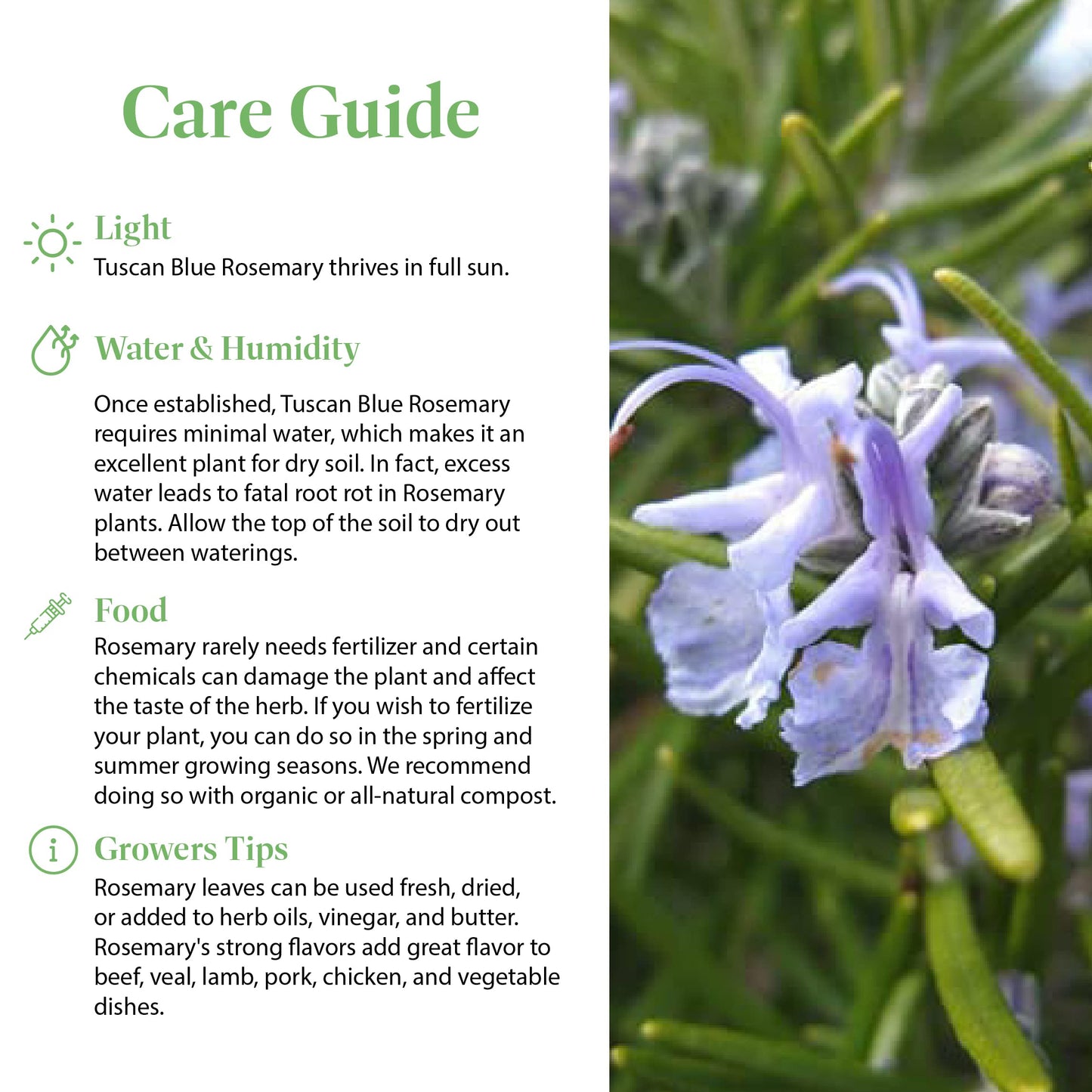 American Plant Exchange Tuscan Blue Rosemary – 6-Inch Pot – Live Edible Herb Plant with Fragrant Blue-Violet Flowers, Easy Care Aromatic Greenery for Home, Garden, or Patio Decor