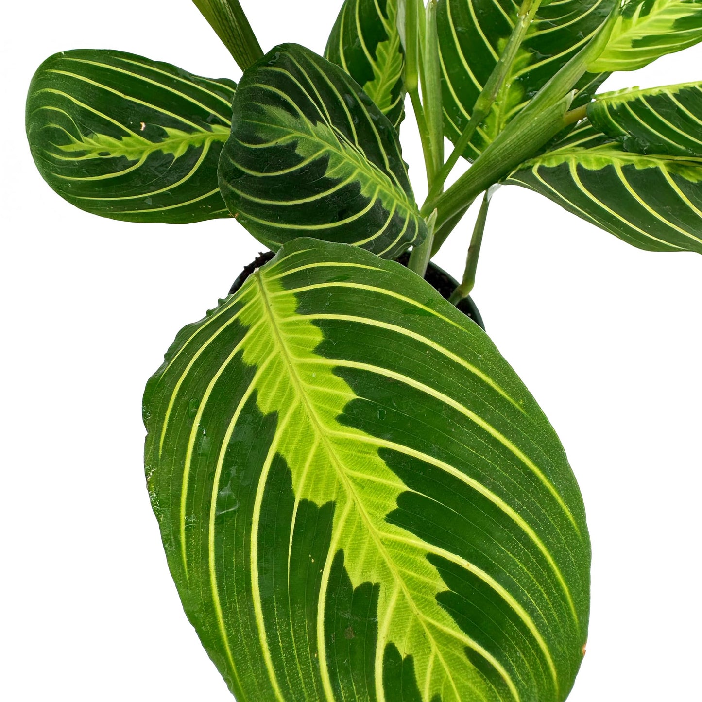 Live Lemon-Lime Prayer Plant - ‘Lemon-Lime Maranta’ Maranta leuconeura - ragnaroc Tropical Plant 7-12” Tall - 1ct - Live Arrival Guaranteed - House Plants for Home Decor & Gift