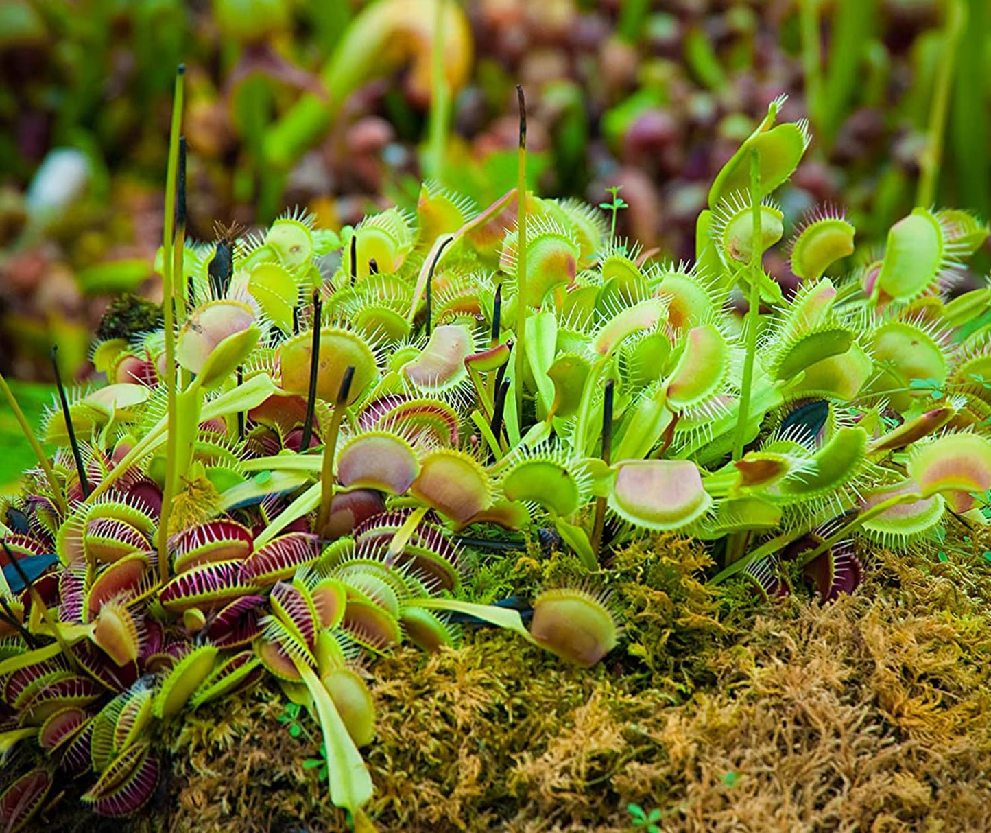Altman Plants Live Venus Fly Traps Carnivorous Plants (3PK), Live Plants & Indoor Plants for Kids, Live Venus Fly Trap Plant Terrarium Plant Trio in Adult Venus Fly Trap Soil & Carnivorous Plant Soil