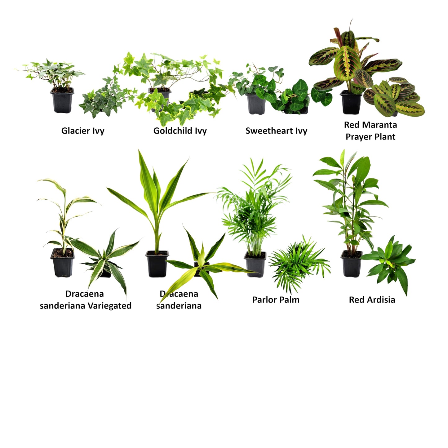 4PK 3'' Pot Live Plant Collection, No Duplicates for up to Four Packs (16 Plants), Live Indoor Houseplants, Live House Plants, Easy to Grow, Indoor Gardening, Home, Office Décor, Gifts