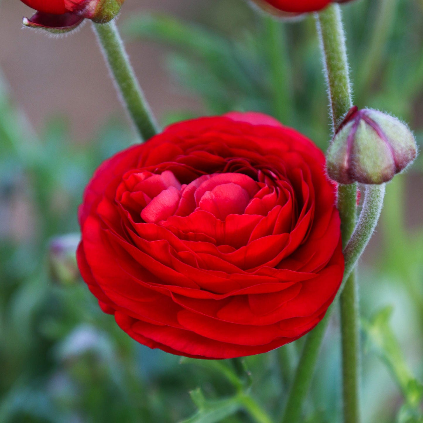 Easy to Grow Ranunculus Tecolote Red 10 Plant Bulbs - Spring Red Blooms in Sun, Carlsbad Flower Fields, Great for Cutting