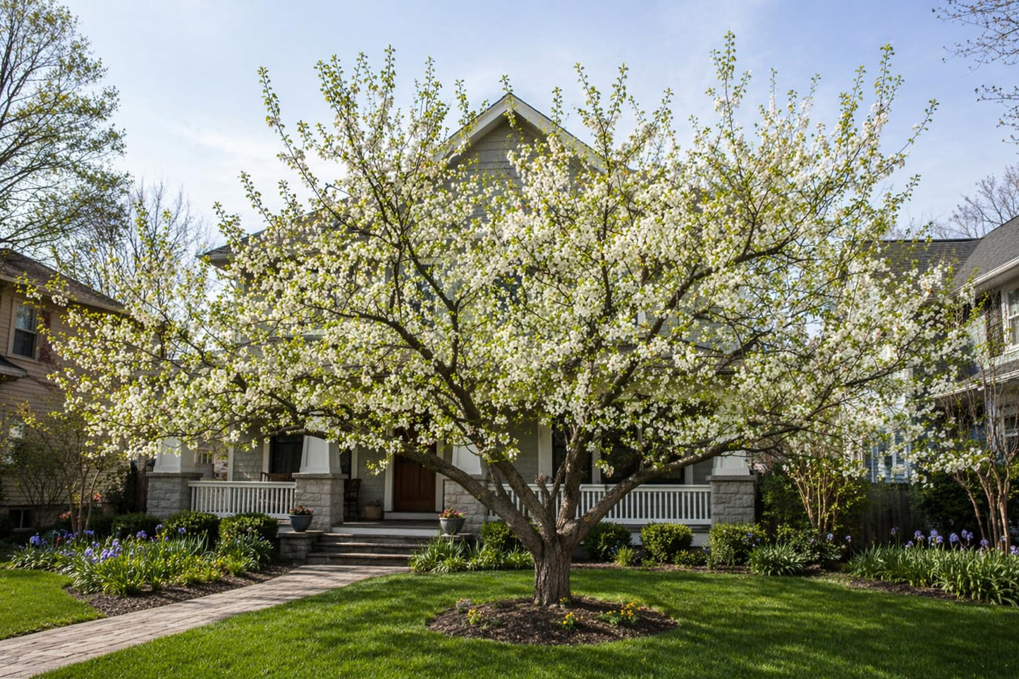 2 Chickasaw Plum Trees/Shrubs - 18-24" Tall Live Plants - Native Fruit Bushes - Prunus angustifolia - (2 Pack)