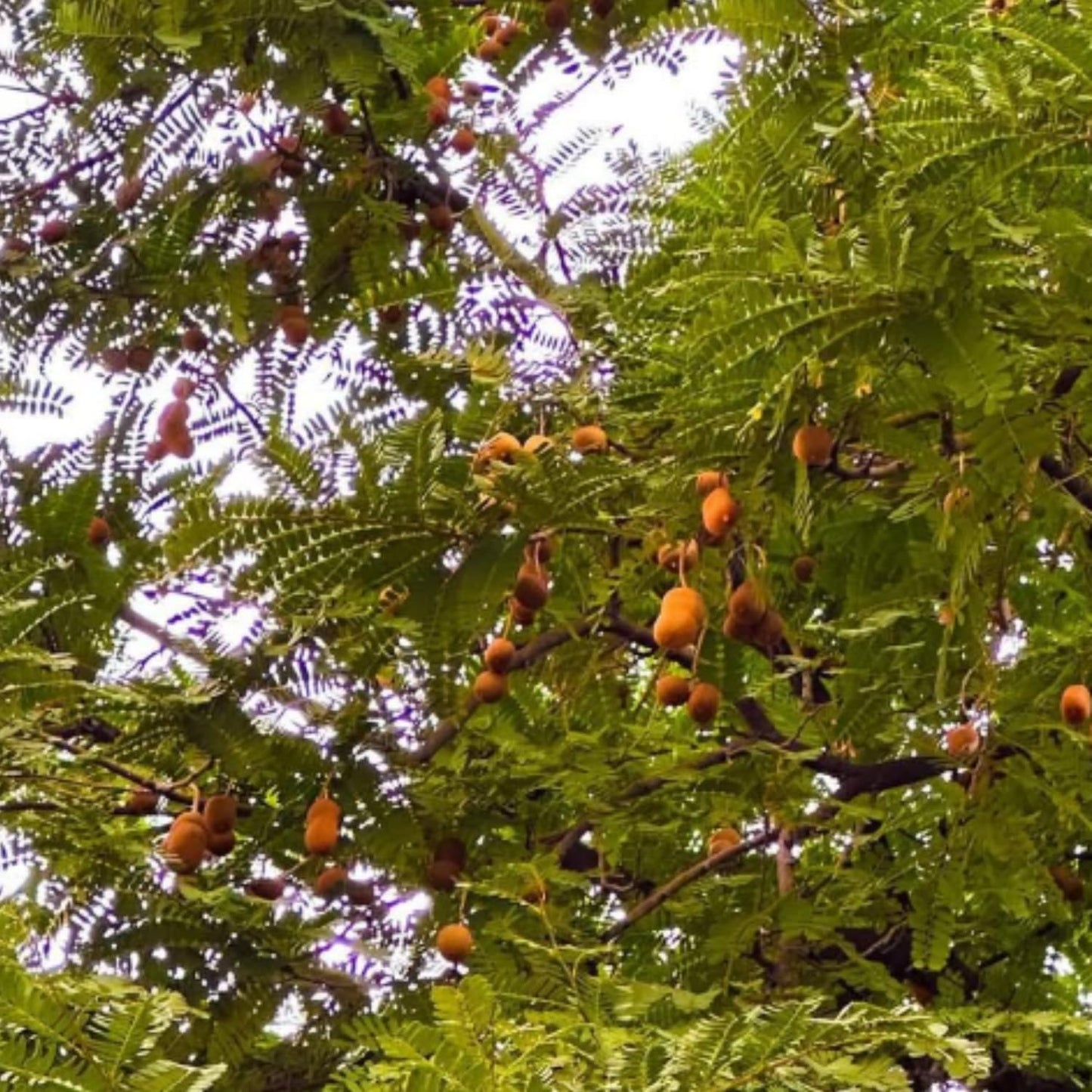 Live Tamarind Tree Plant, Edible Tropical Fruit Tree, 2-3 Ft Tall, Perennial Tropical Fruit Tree for Garden