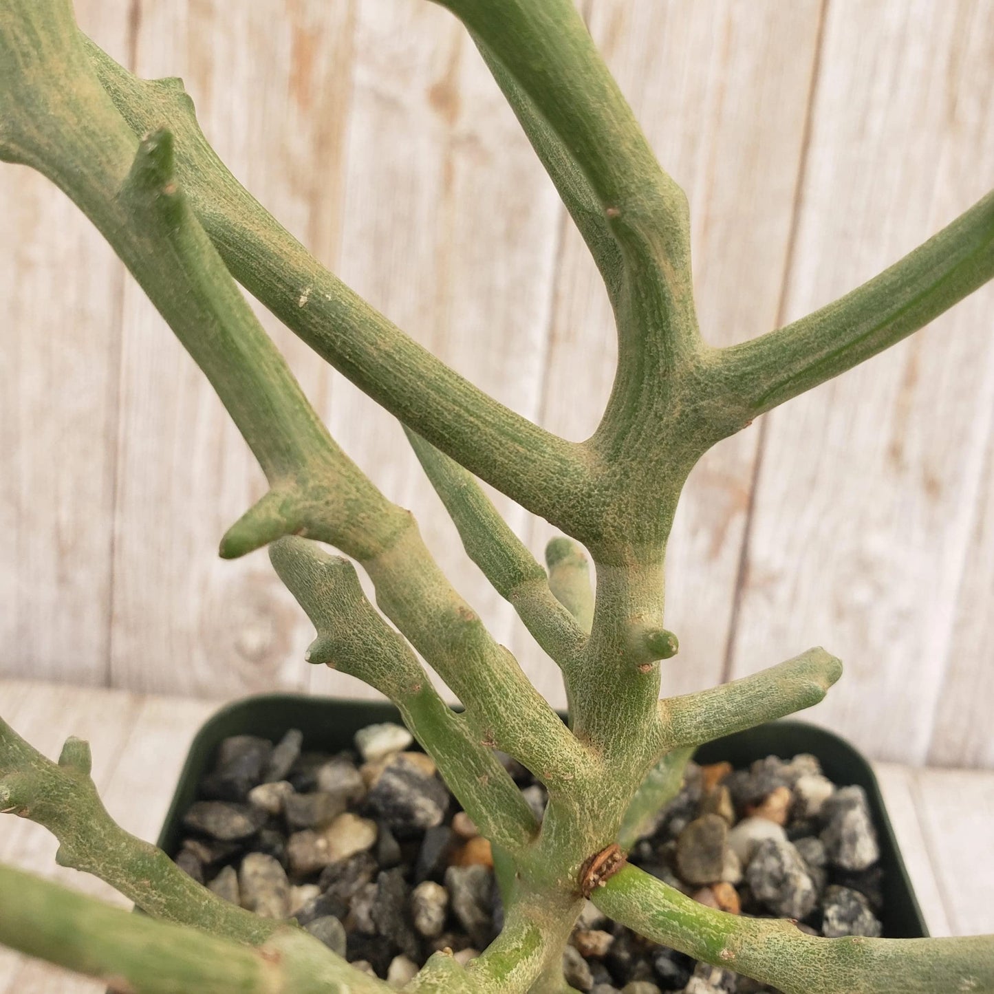 Euphorbia stenoclada spineless Cacti Cactus Succulent Real Live Plant