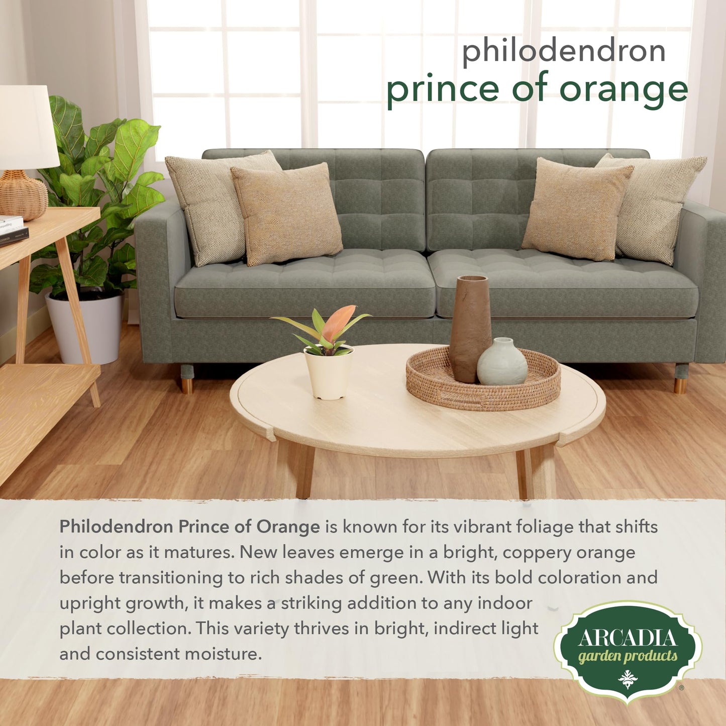 Arcadia Garden Products Live Prince of Orange Philodendron Rare Indoor Houseplant in Plastic Pot, Tropical Plant Collector Gift for Home and Garden Decor, 4-inch, Beige