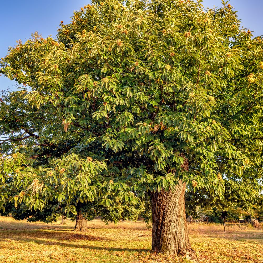 Chestnut Tree Live Plant 1-2 Feet Tall, Fast-Growing Nut Tree, Live Fruit Trees for Outdoor Planting