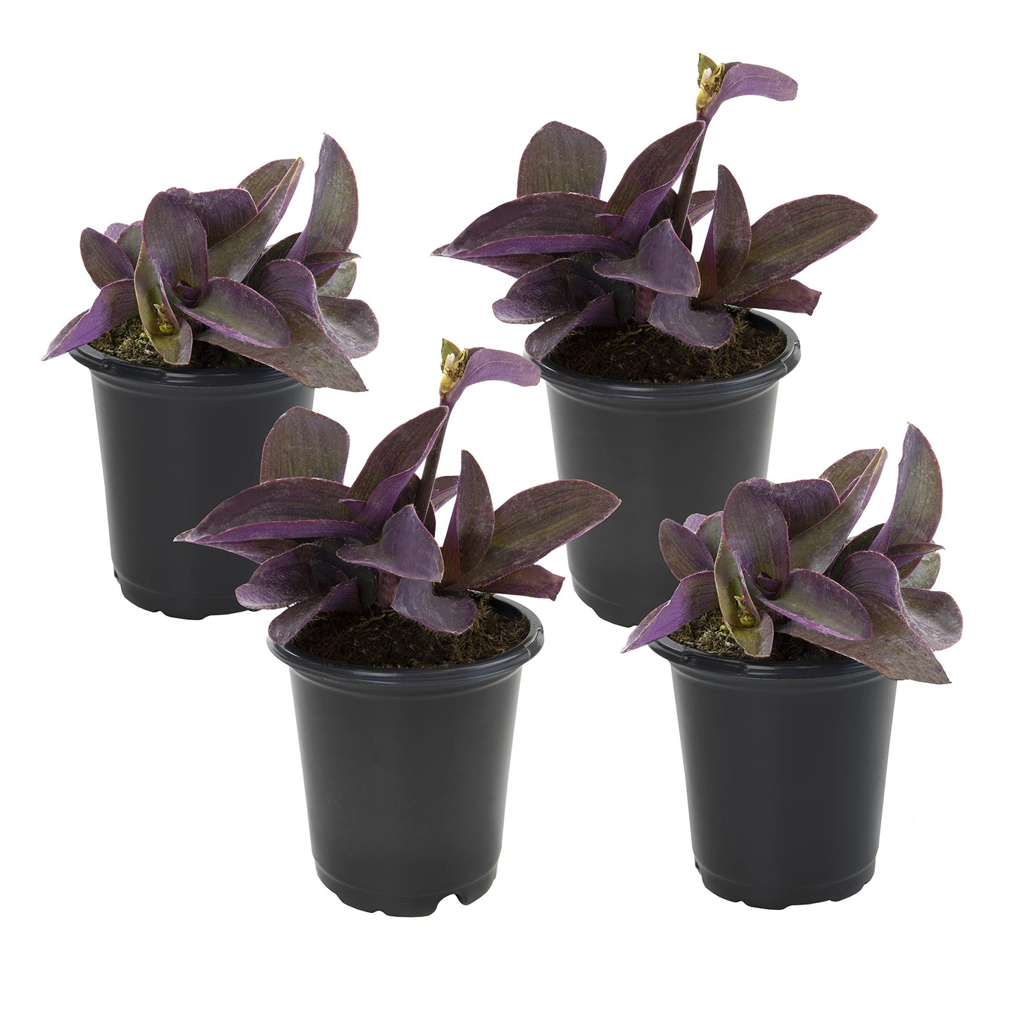 Live Spiderwort Tradescantia (4 Pack), Purple Heart Plants, Trailing Plants & Vines, Outdoor Garden Perennial & Annual, Hardy, Easy to Grow Spring Flowers
