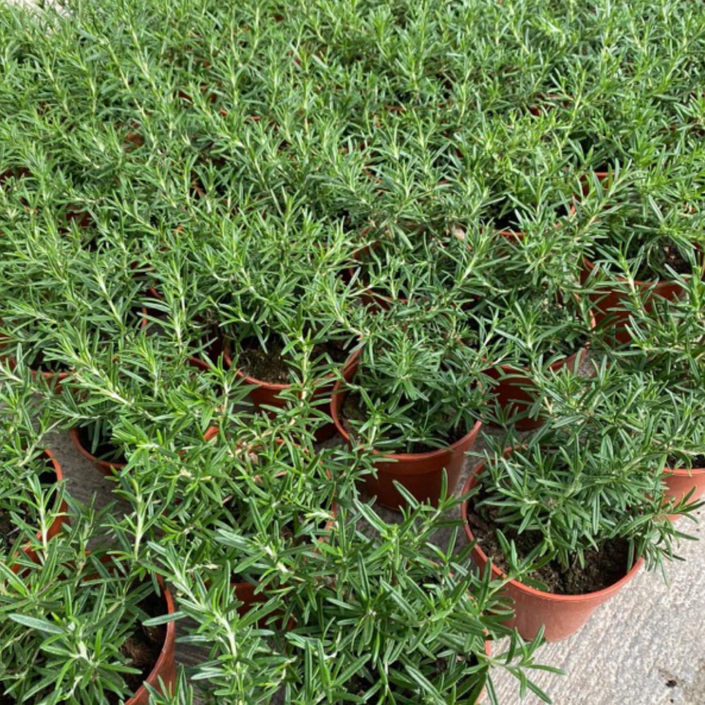 4 Rosemary Plants Live in Pot, 5 to 7 Inc Tall, Rosemary Plant Pot, Live Rosemary Plant, 4 Inc Potted